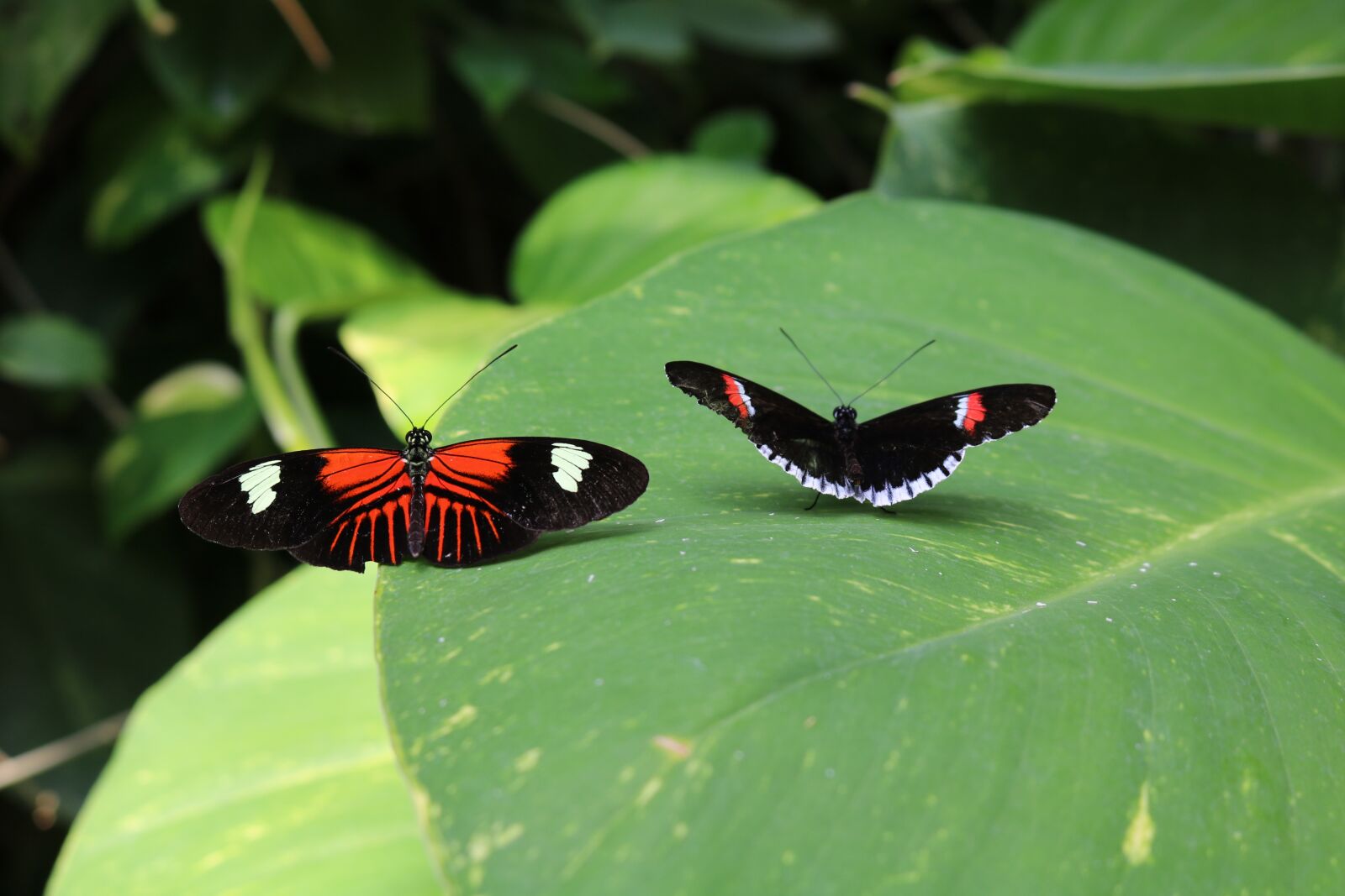 Canon EOS 750D (EOS Rebel T6i / EOS Kiss X8i) sample photo. Butterflies, red, black photography
