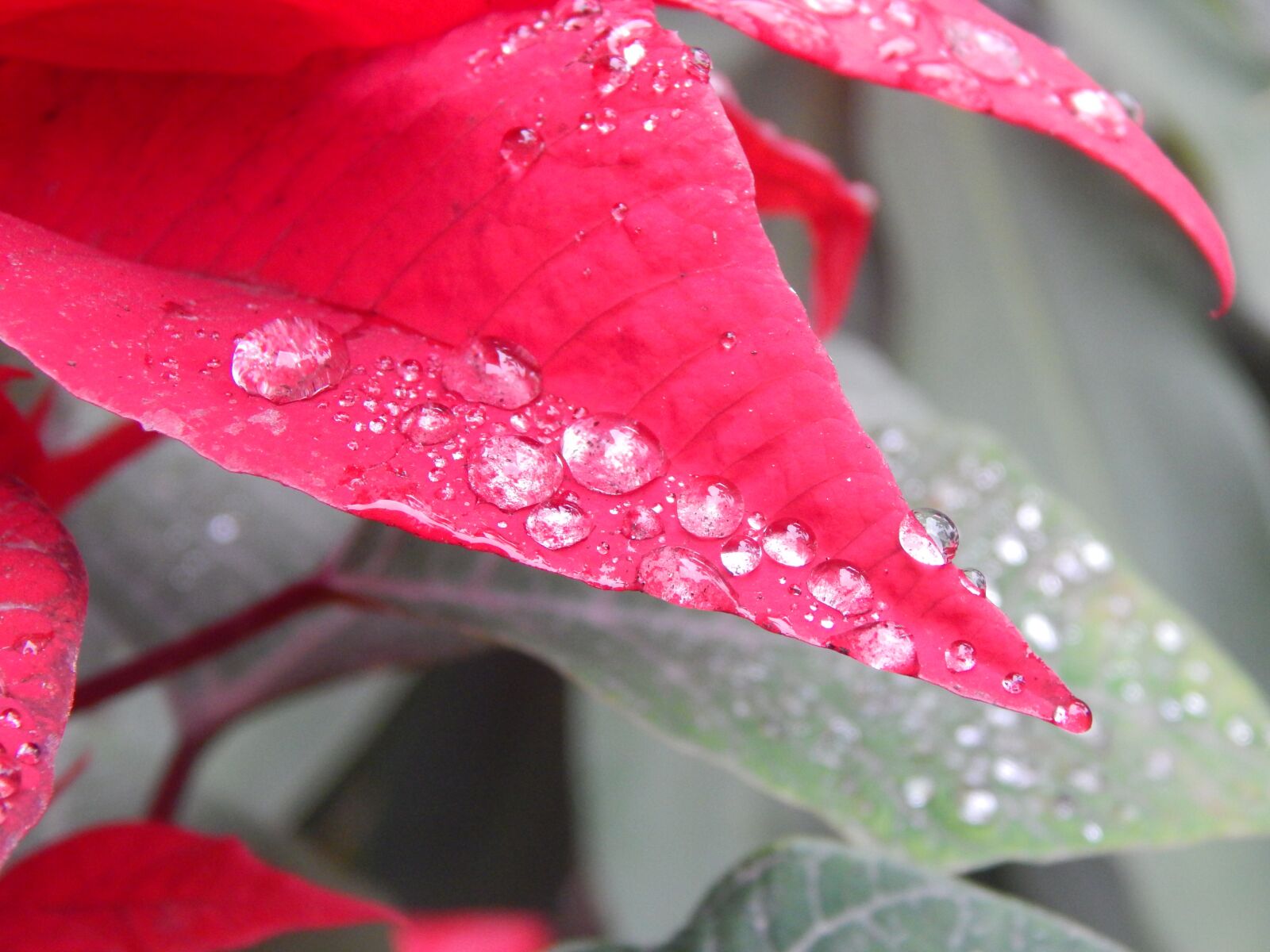Nikon Coolpix L820 sample photo. Leaves, red, rain photography