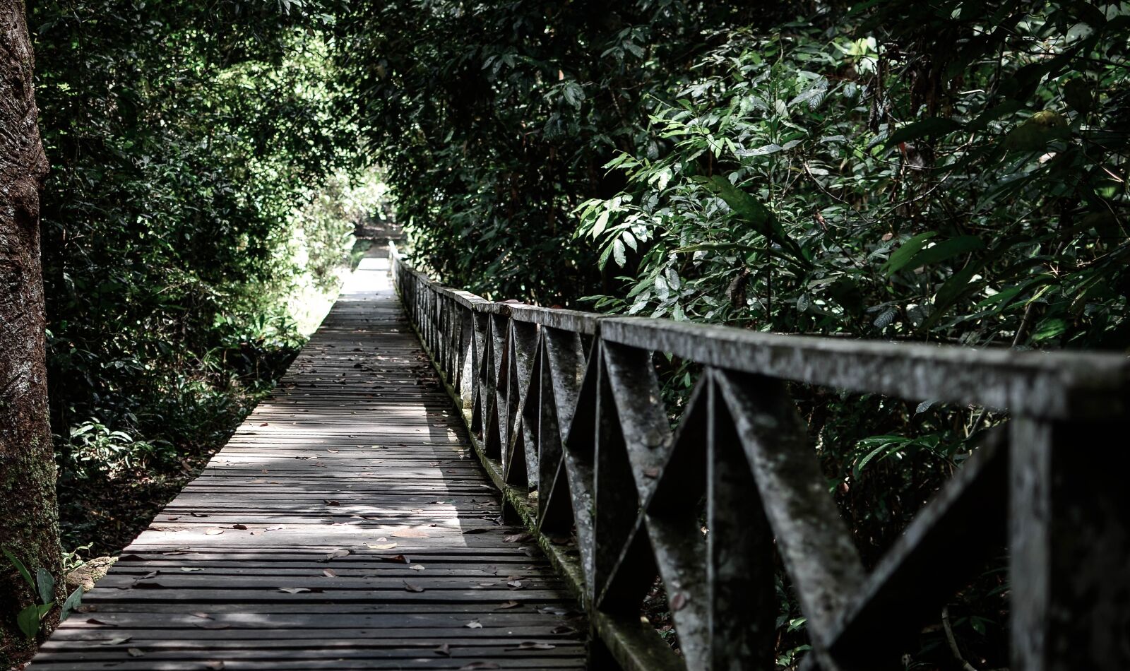 Nikon D7000 sample photo. Jungle, forest, rainforest photography