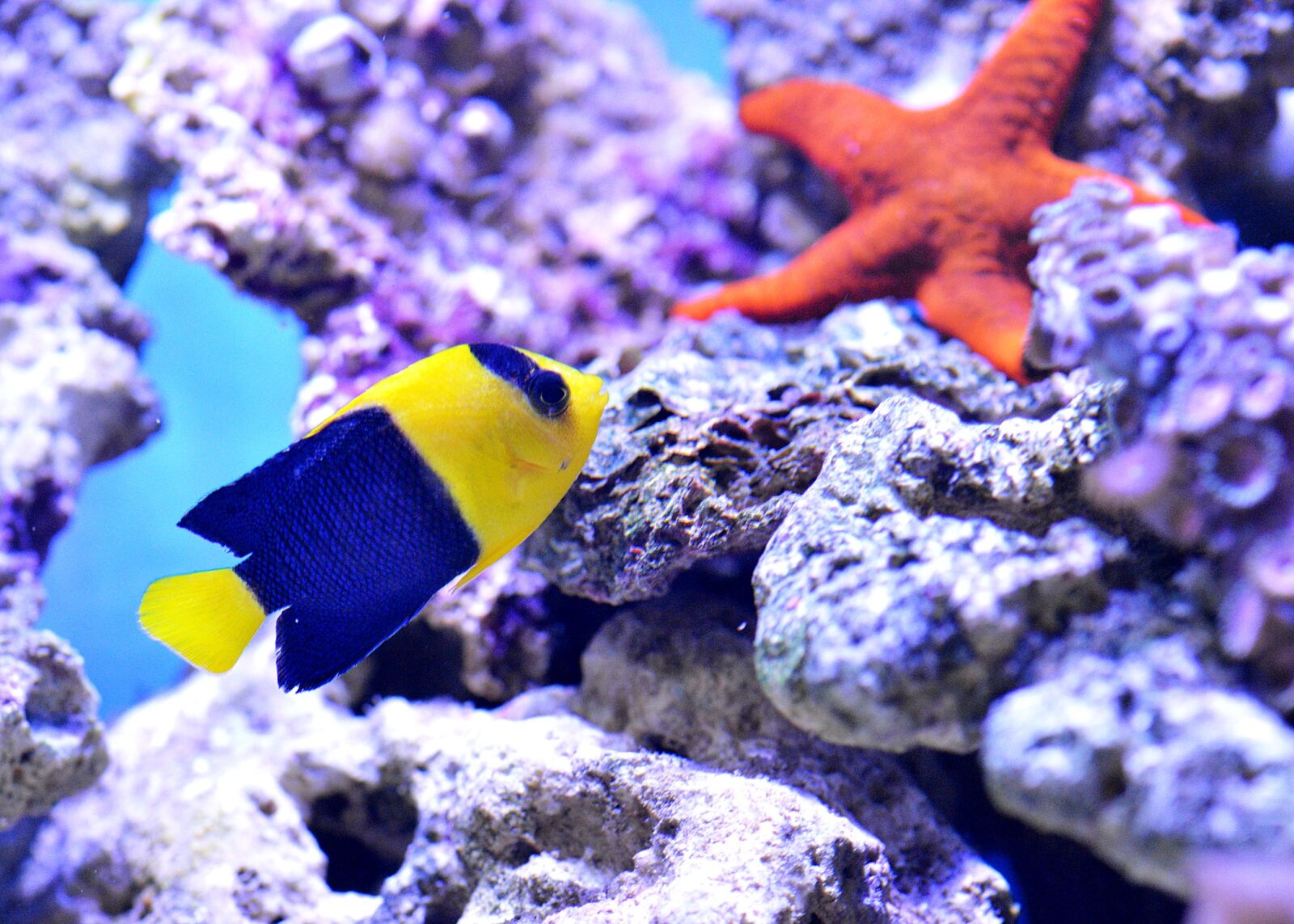 Nikon D610 sample photo. Starfish, clownfish, sea photography