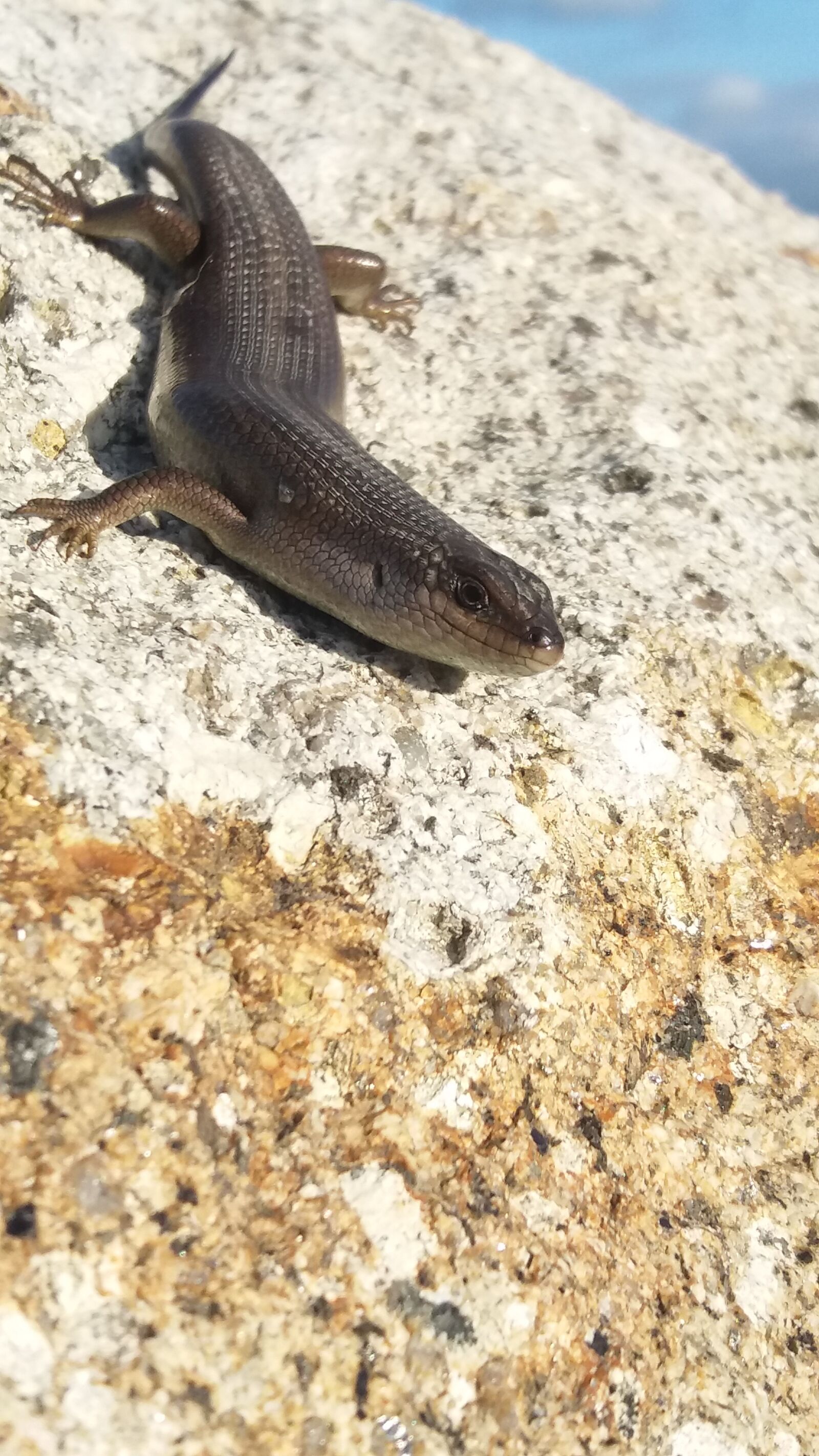 Samsung Galaxy J5 sample photo. Skink, lizard, south africa photography