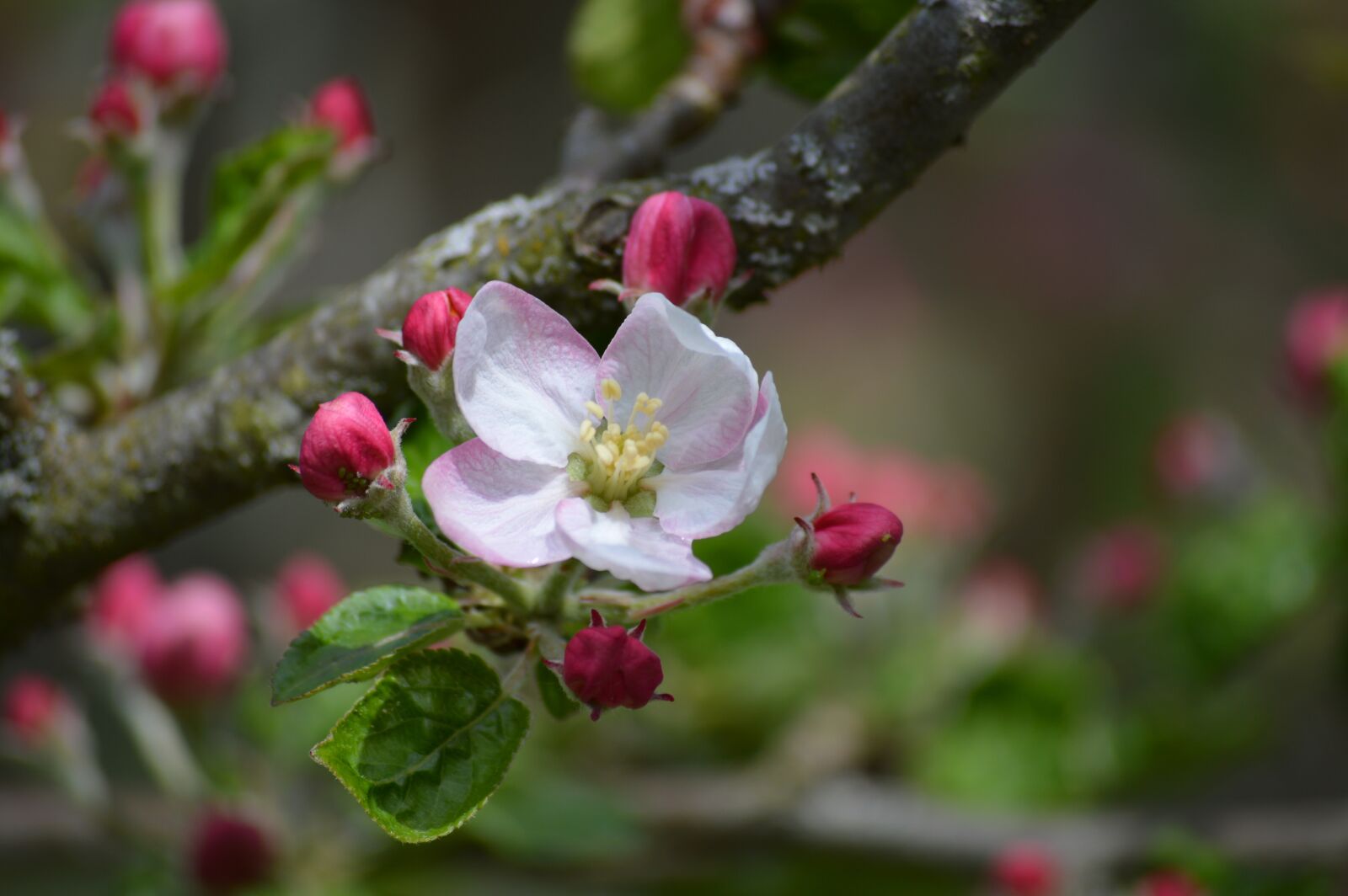 Nikon D3200 sample photo. Ornamental cherry, blossom, bloom photography