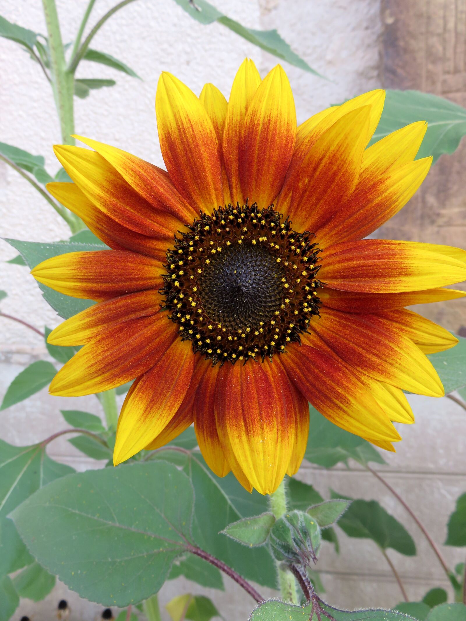 Canon PowerShot SX710 HS sample photo. Sunflower, summer, yellow orange photography