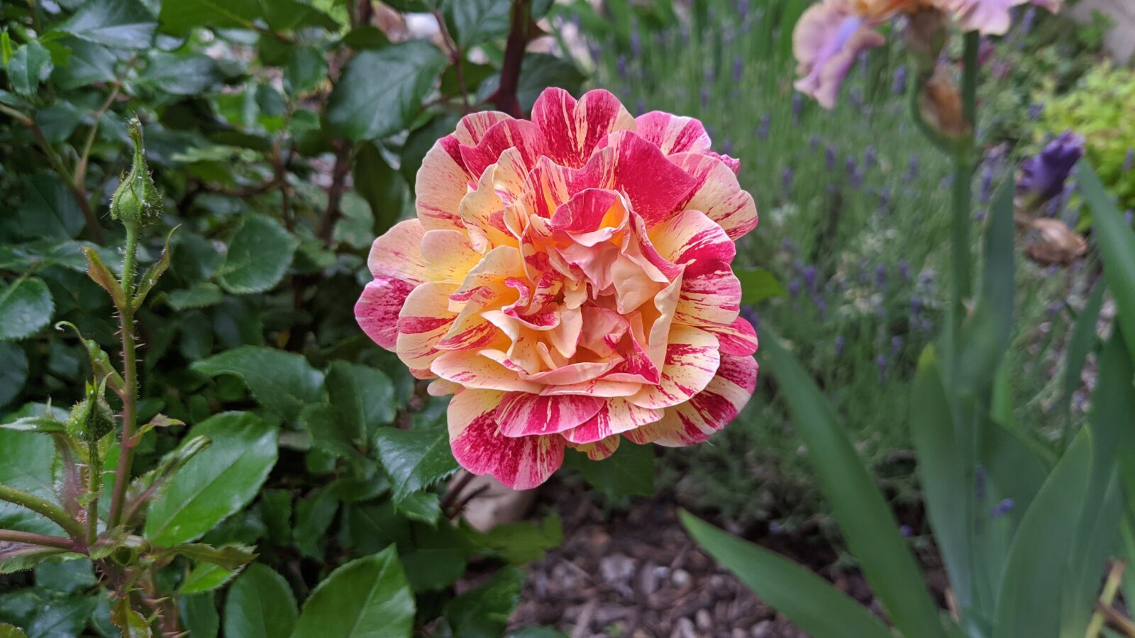 Google Pixel 4 XL sample photo. Rose, multicolored, pink photography