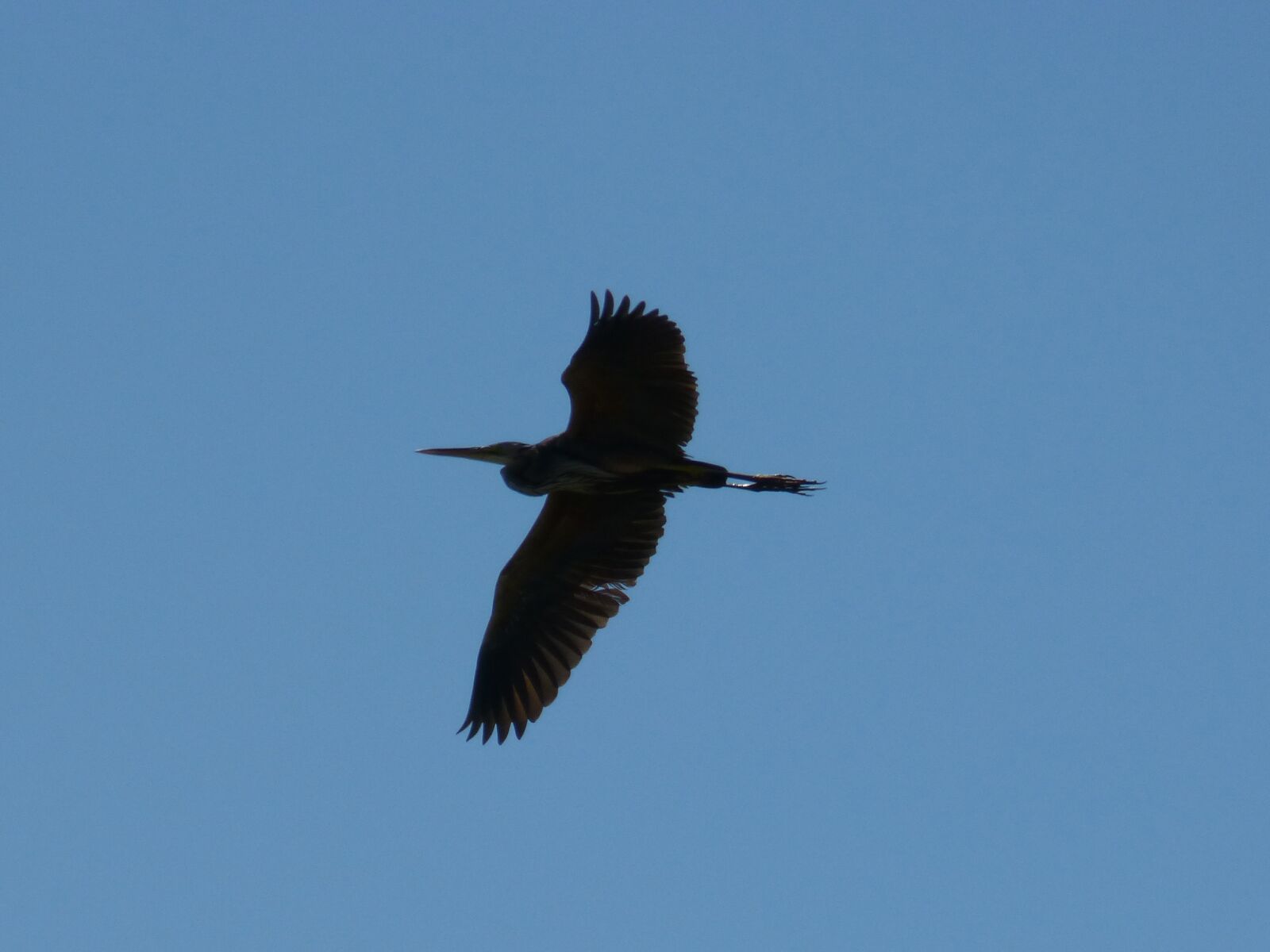 Panasonic DMC-FZ62 sample photo. Kingfisher, sky, blue photography