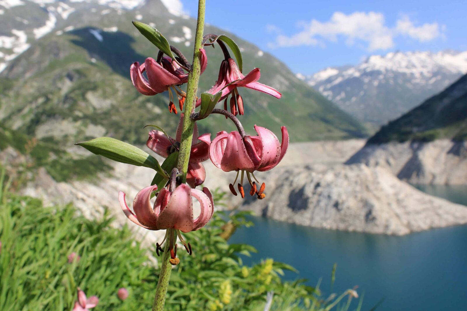 Canon EOS 1100D (EOS Rebel T3 / EOS Kiss X50) sample photo. Summer, wildflower, nature, mountain photography