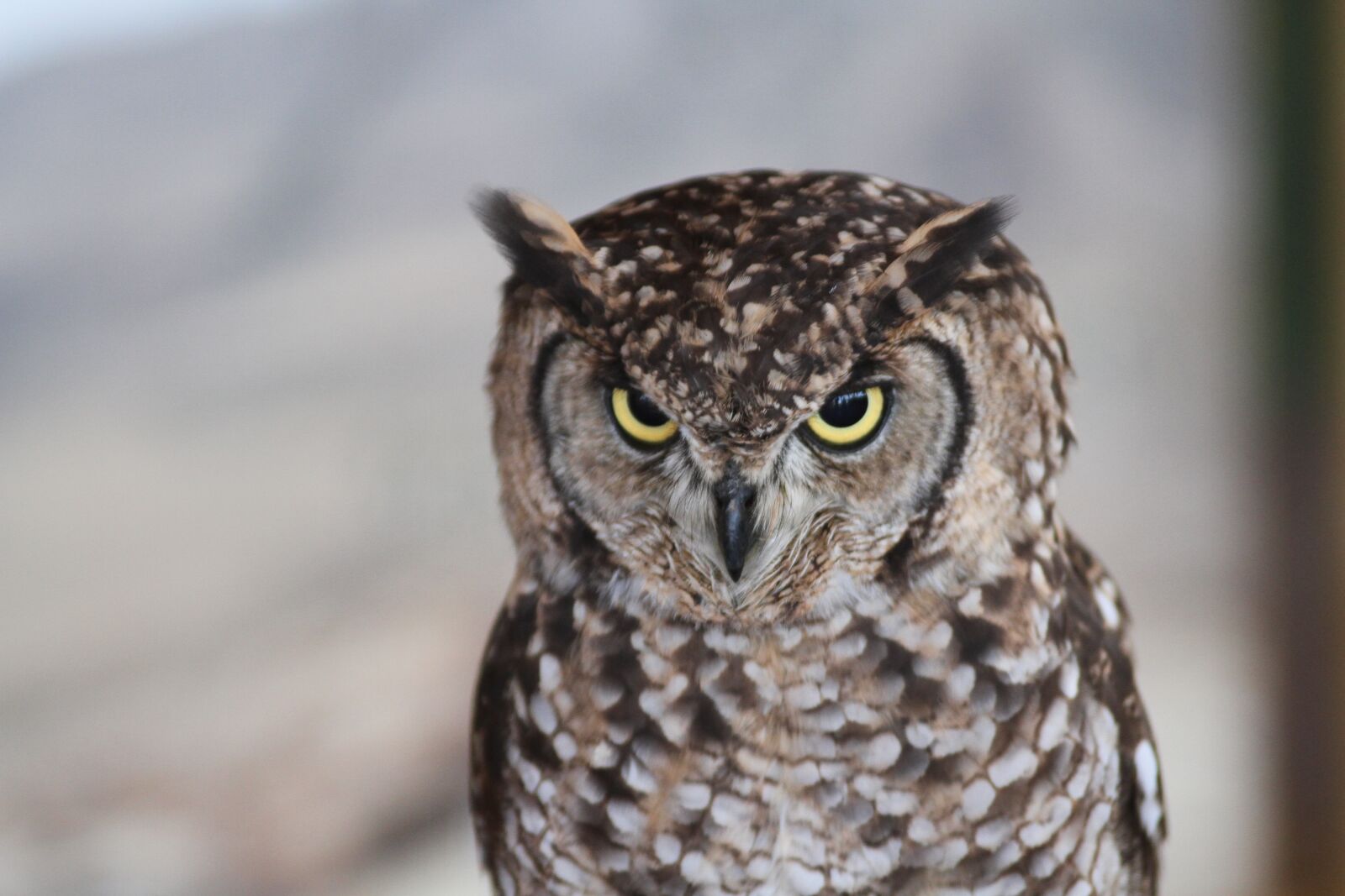 Canon EOS 7D sample photo. Owl, bird of prey photography