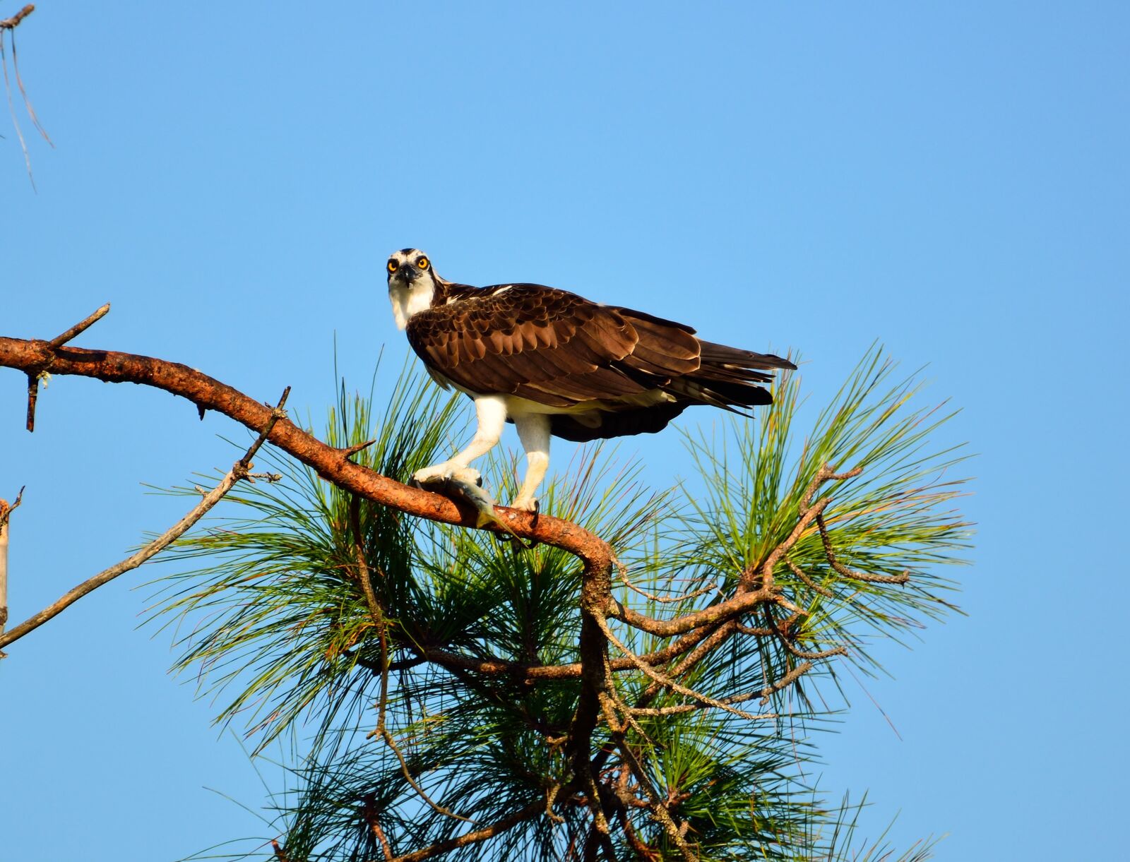 Nikon D7000 sample photo. Osprey, bird, wildlife photography
