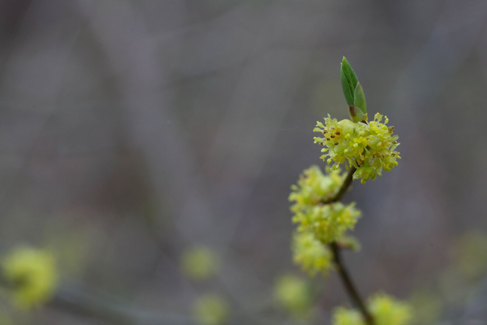Canon EOS 5D Mark II sample photo. Wild, allspice, shrub, bush photography