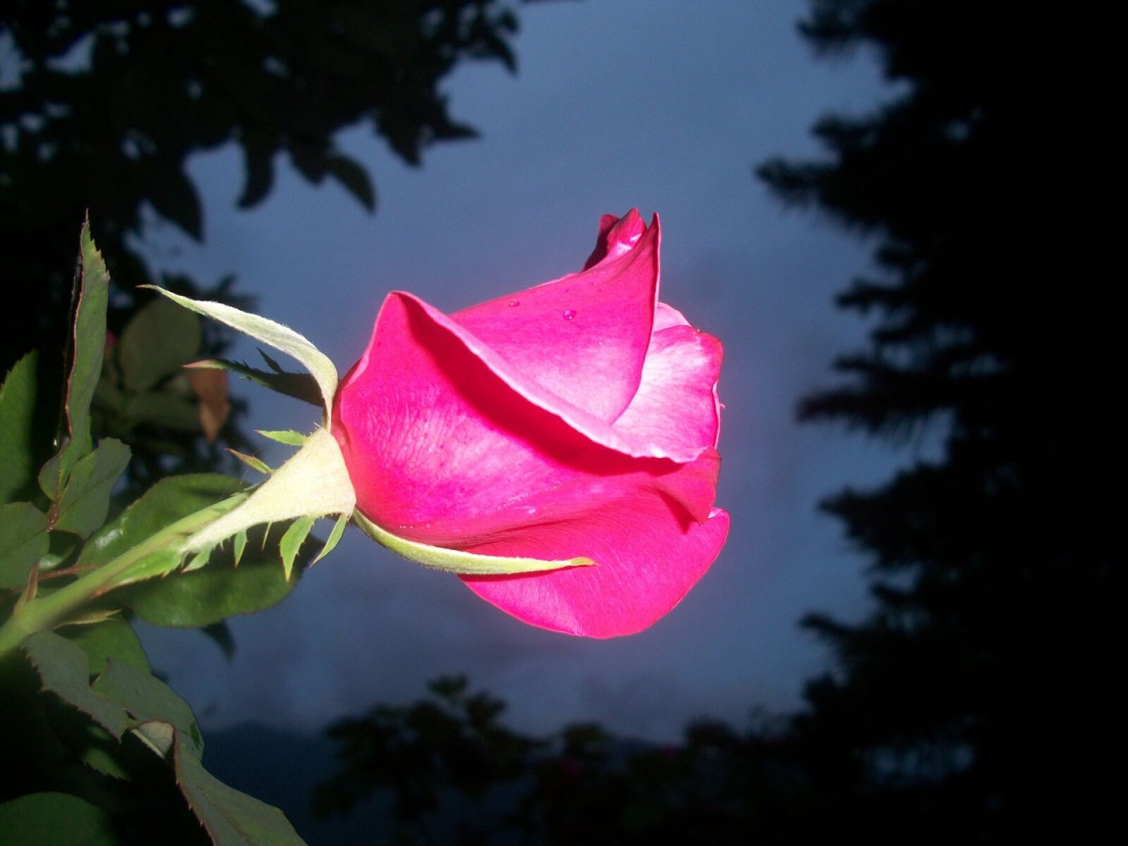 Kodak EASYSHARE M340 DIGITAL CAMERA sample photo. Rose, pink, flower photography
