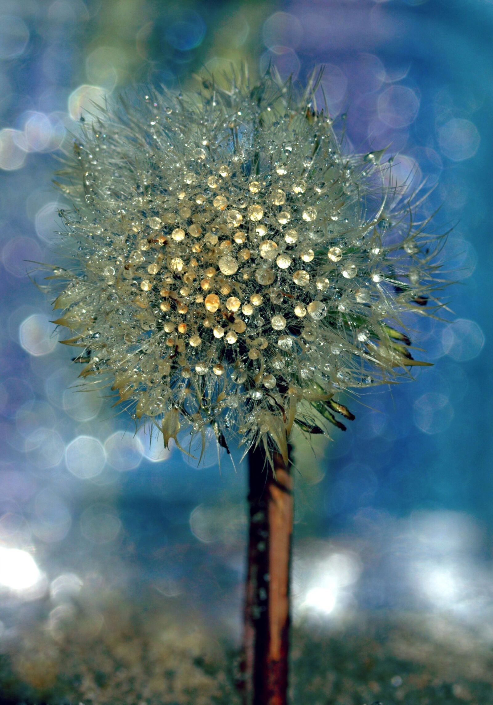 Canon EF-S 60mm F2.8 Macro USM sample photo. Dandelion, drops, wet photography