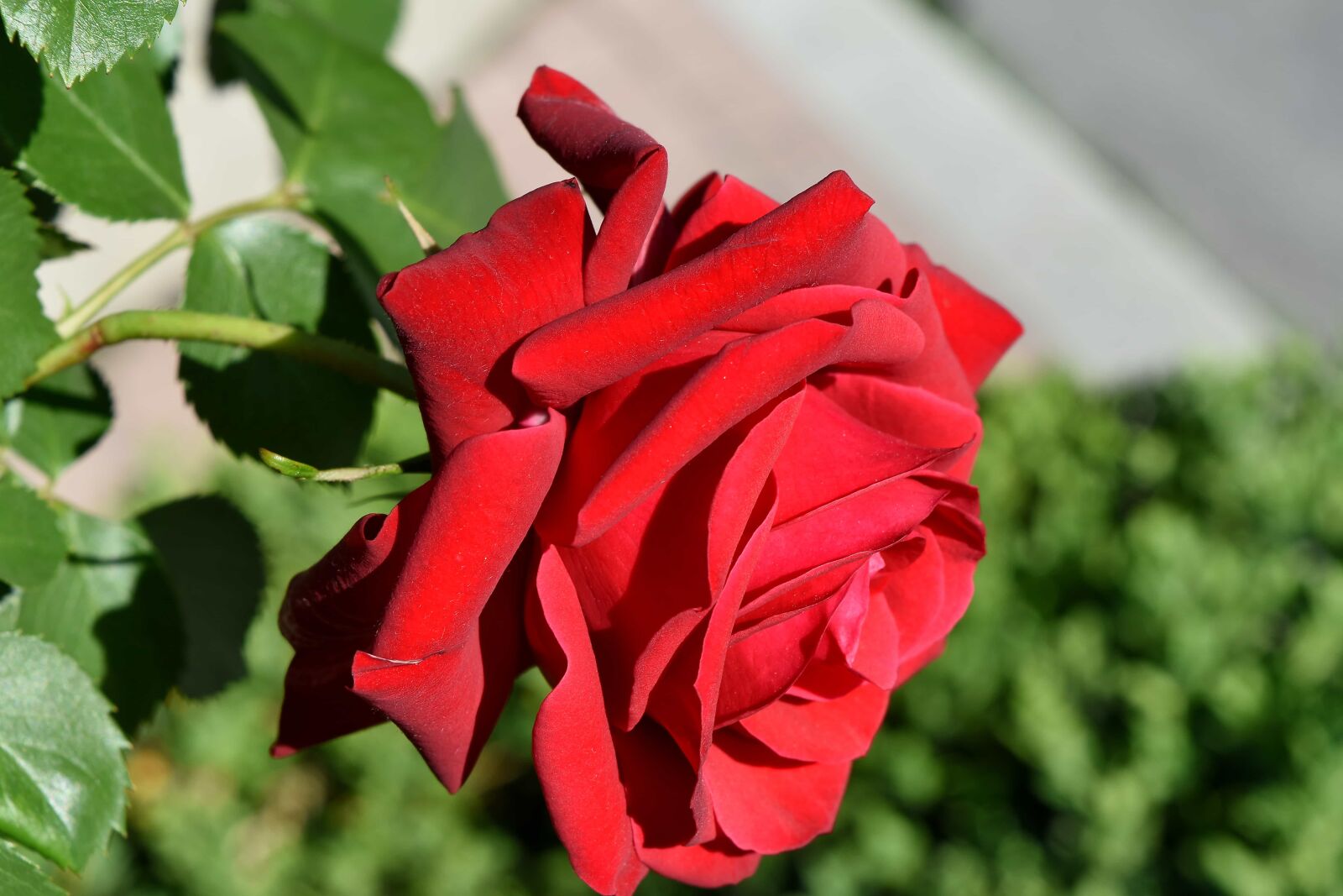 Nikon D5500 sample photo. Flower garden, garden, roses photography