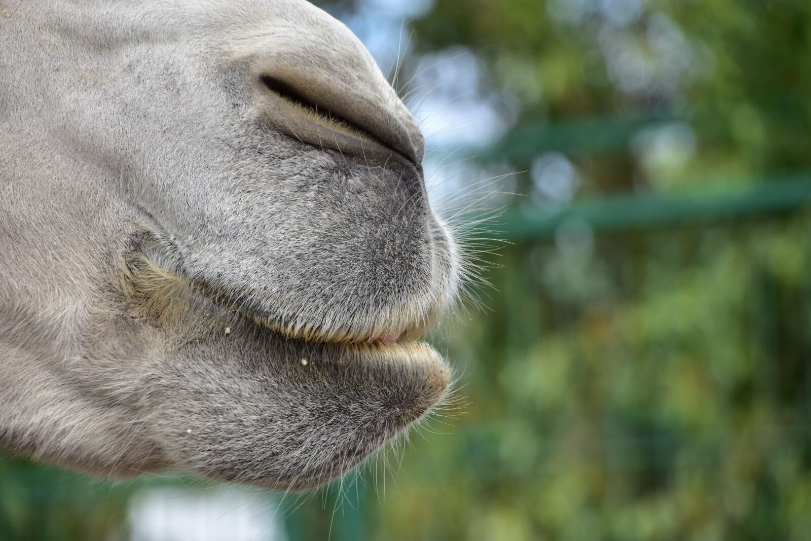 Nikon D3400 sample photo. Camel, jaws, nose photography