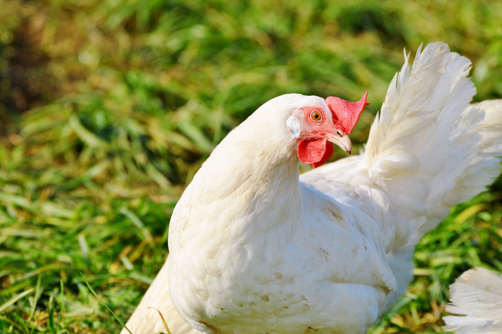 Nikon D3200 sample photo. Chicken, hen, poultry photography