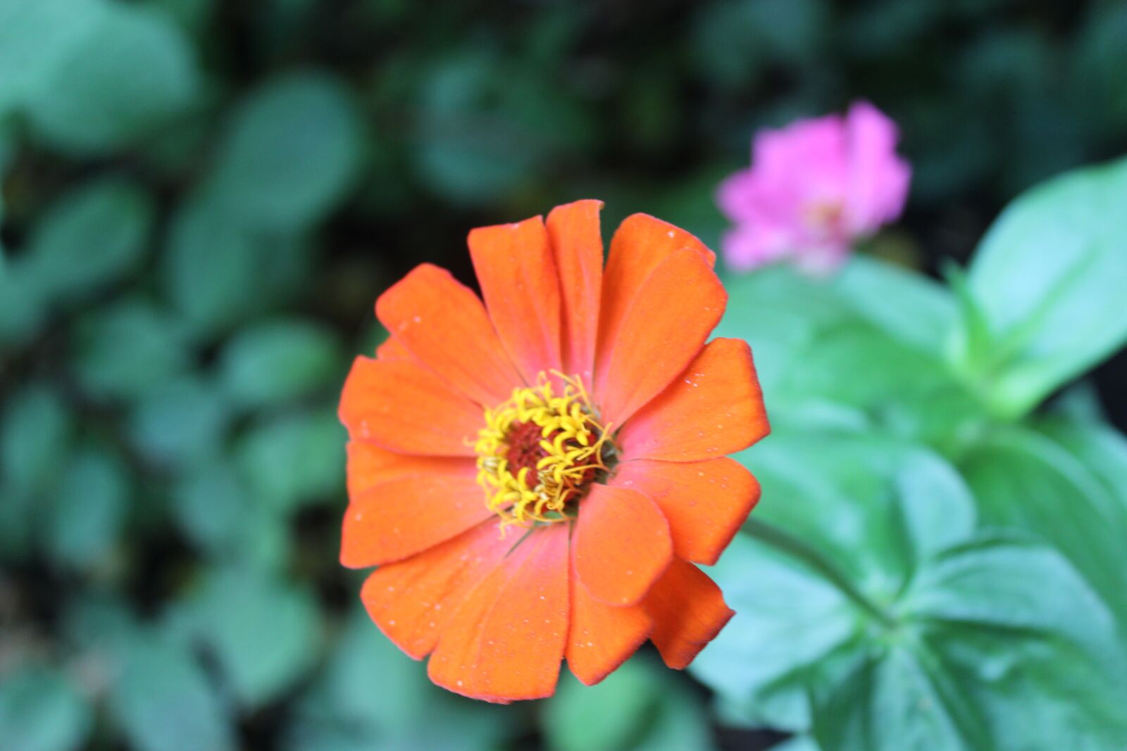 Canon EOS 600D (Rebel EOS T3i / EOS Kiss X5) sample photo. Flower, nature, natural photography