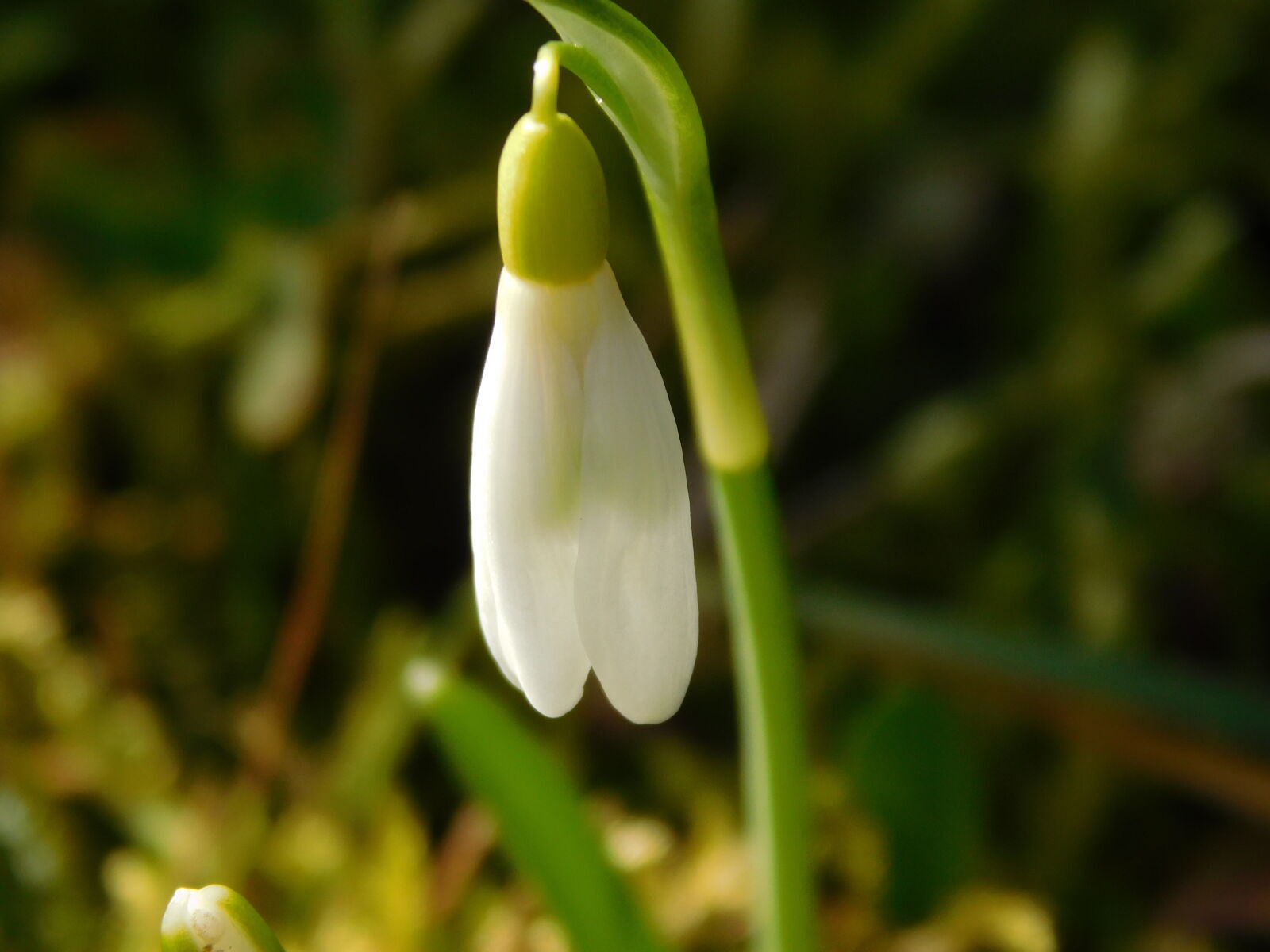 Nikon Coolpix L840 sample photo. Flower, green, macro, nature photography