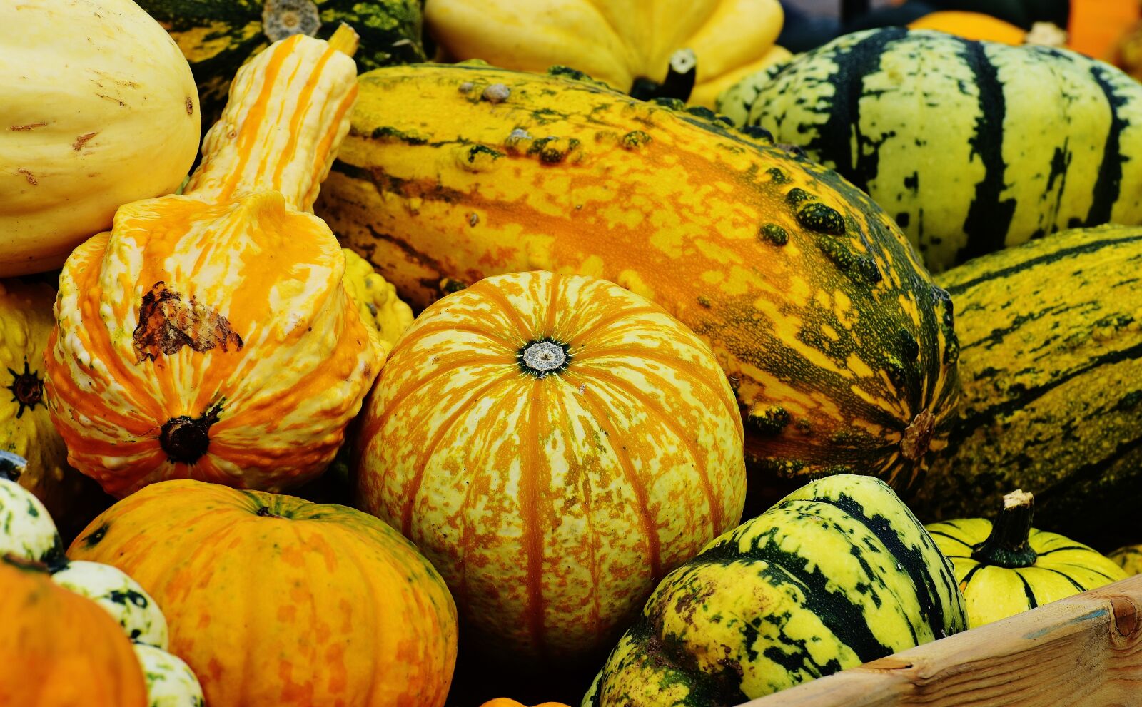 Nikon D7200 sample photo. Pumpkins, autumn, autumn decoration photography