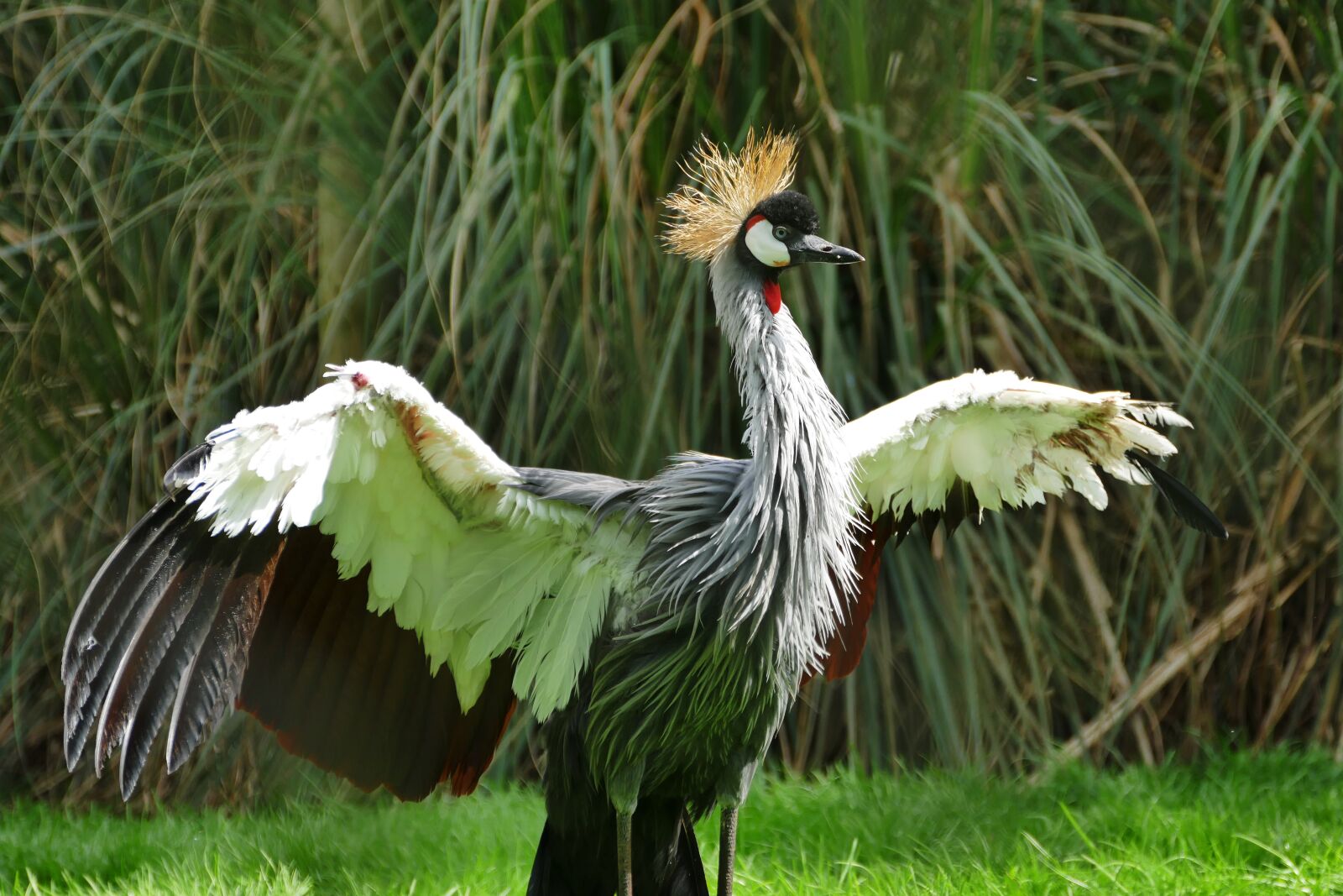 Panasonic Lumix DMC-FZ1000 sample photo. Grey crowned crane, bird photography