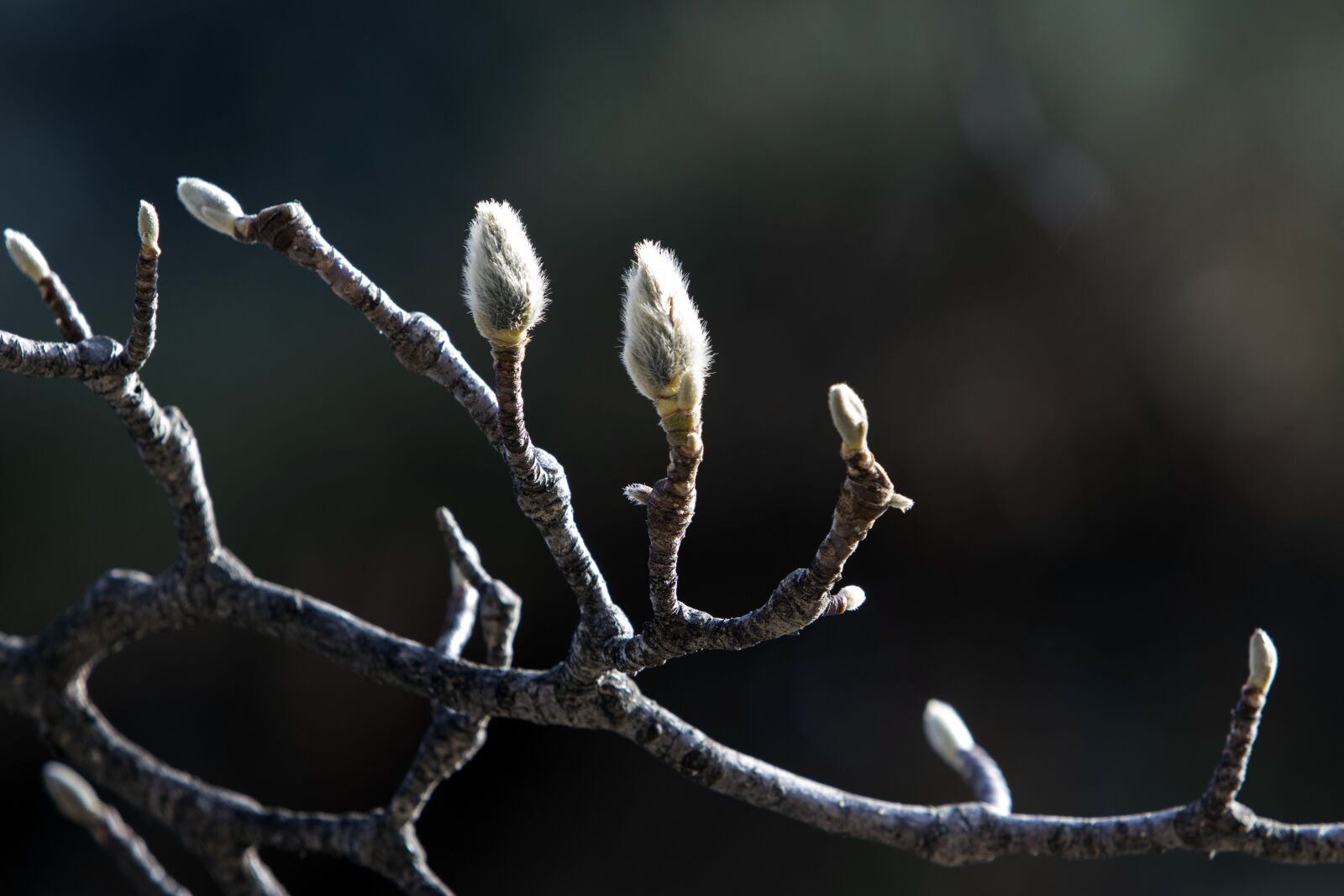 Canon EF 70-200mm F2.8L USM sample photo. Magnolia, buds, bud photography