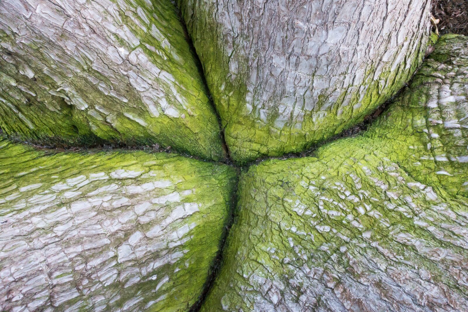 Sony Cyber-shot DSC-RX100 III sample photo. Yucca, tribe, bark photography