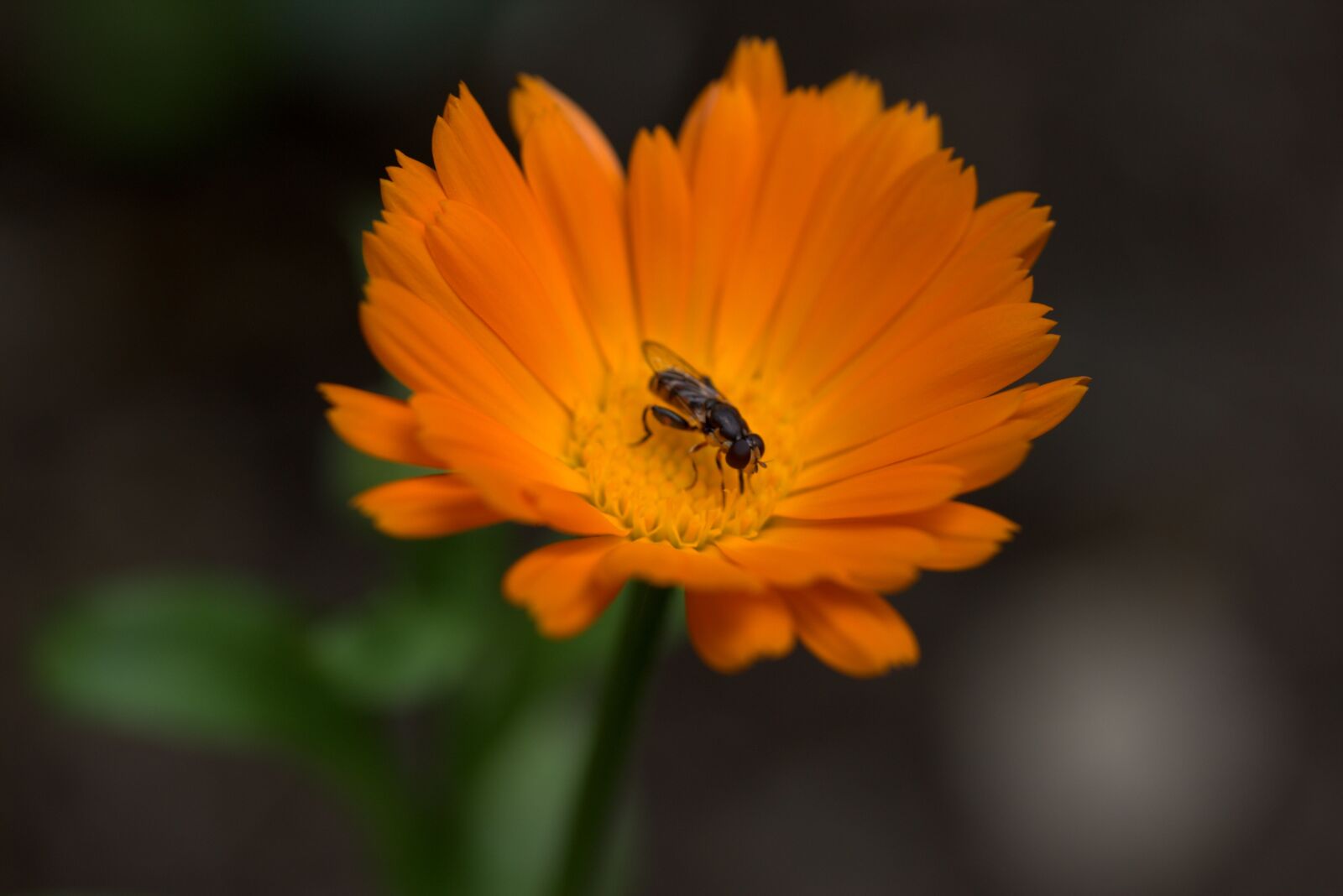 Canon EF-S 60mm F2.8 Macro USM sample photo. Bee, flower, calendula photography