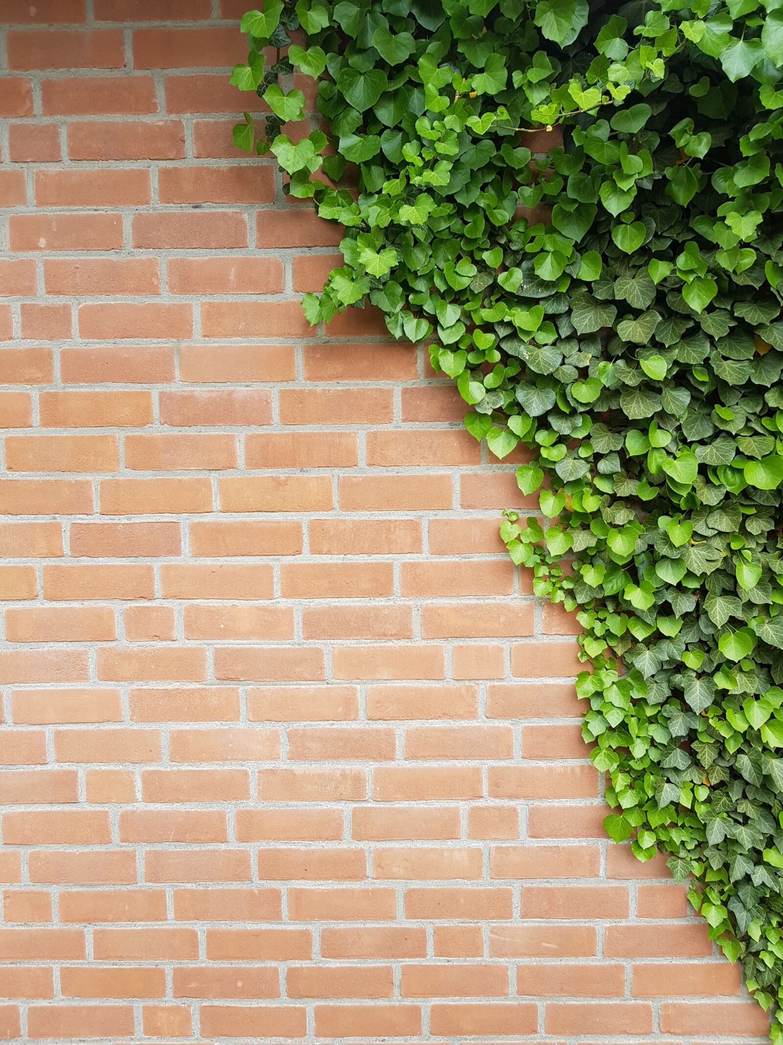 Samsung Galaxy S8 sample photo. Background, wall, ivy photography