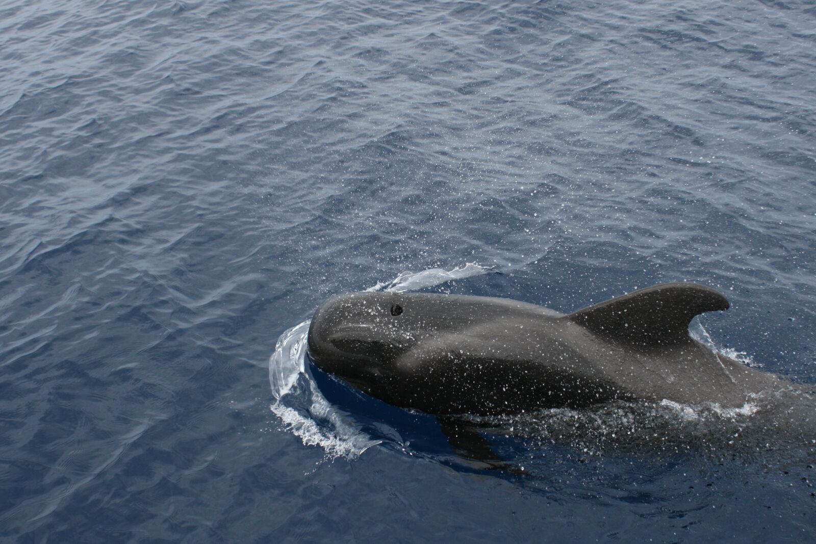 Canon EOS 400D (EOS Digital Rebel XTi / EOS Kiss Digital X) sample photo. Bottlenose dolphin, little whale photography