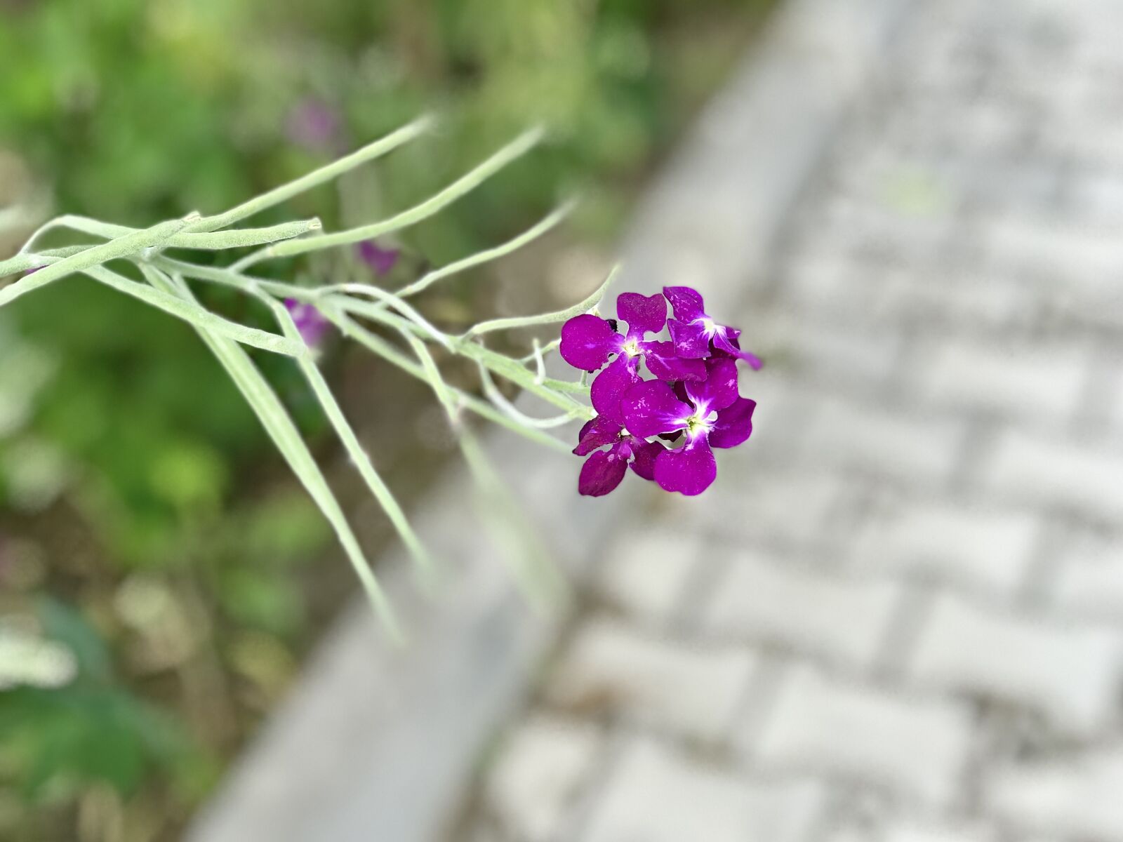 iPhone 7 Plus back dual camera 6.6mm f/2.8 sample photo. Nature, plant, flower photography