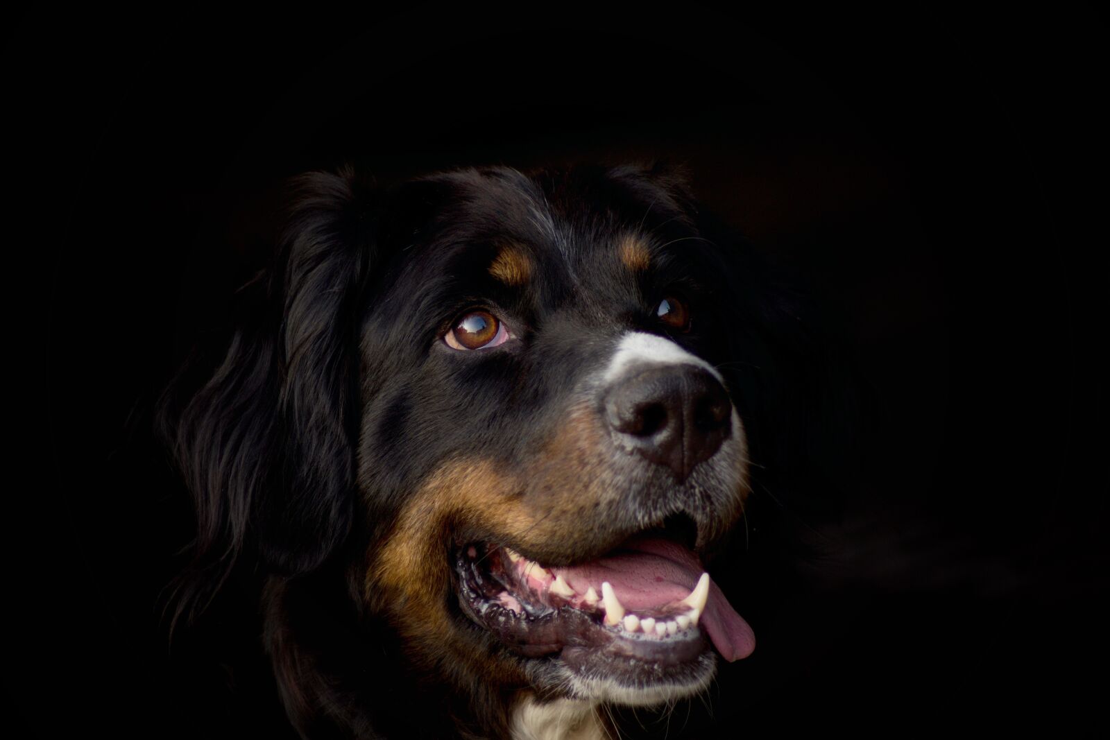 Pentax K-70 sample photo. Dog, bernese mountain dog photography