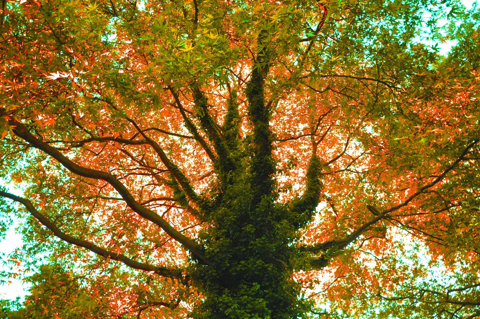 Nikon D90 sample photo. Tree, branch, backlight photography