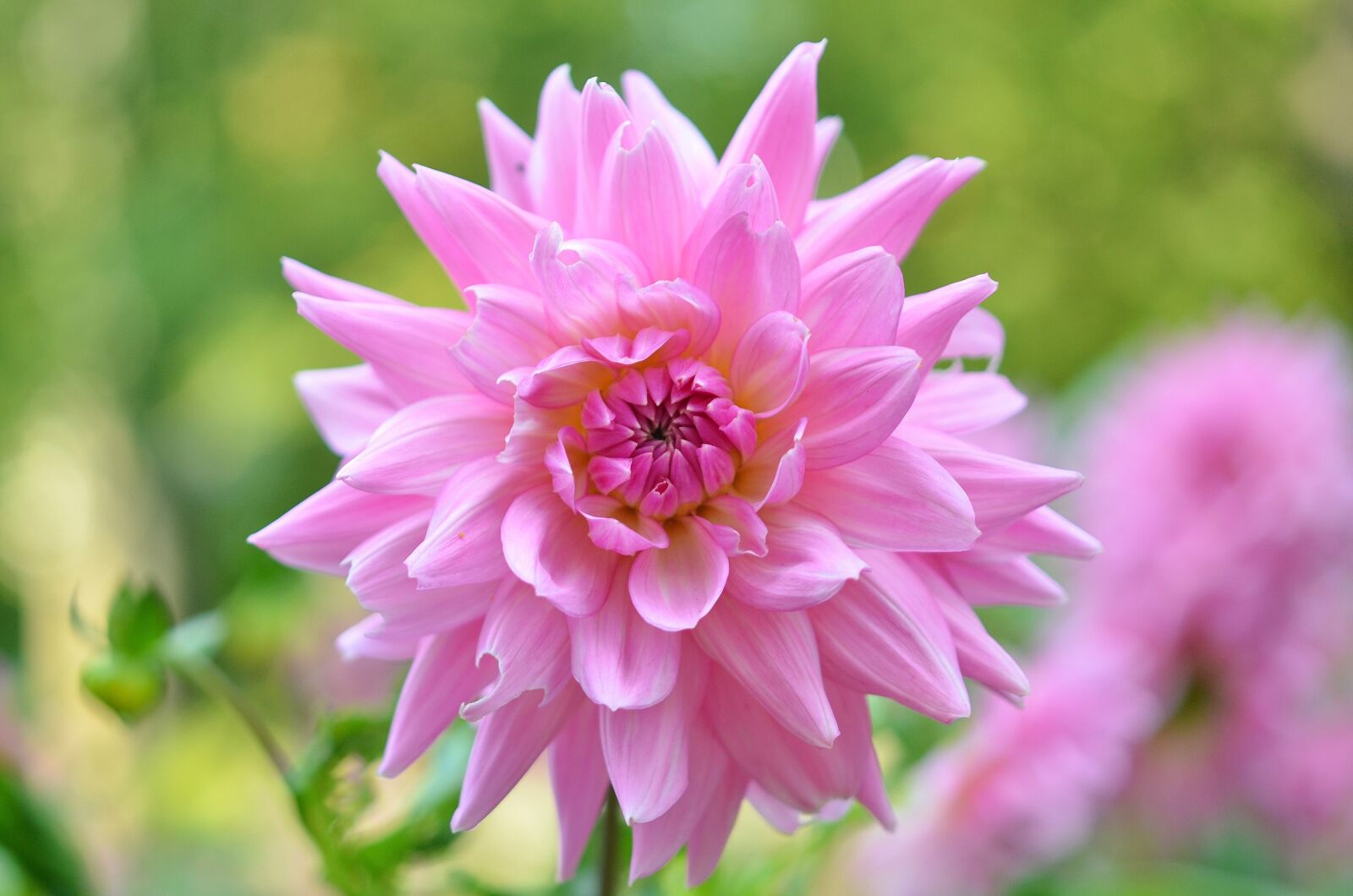 Nikon D7000 sample photo. Flower, natur, spring photography