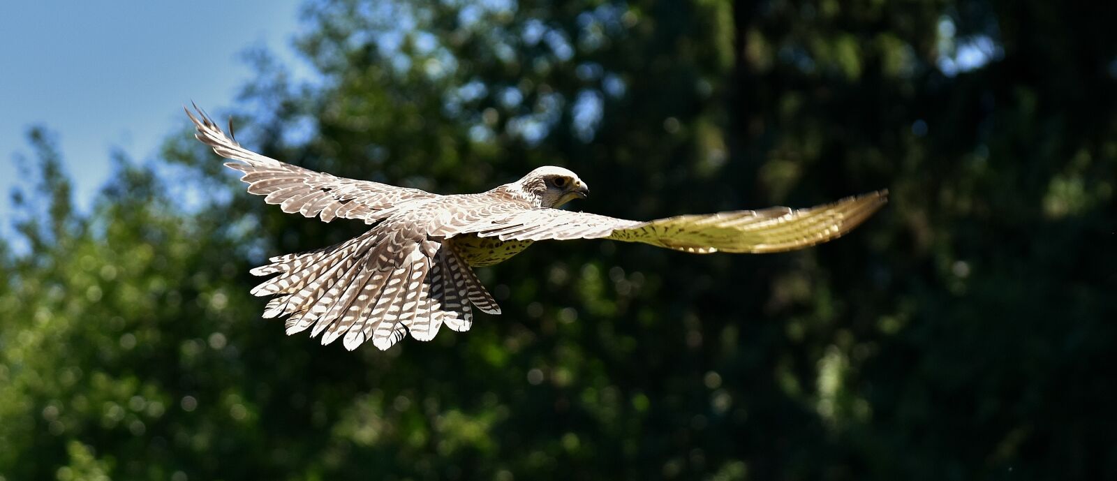 Nikon D7200 sample photo. Falcon, bird of prey photography