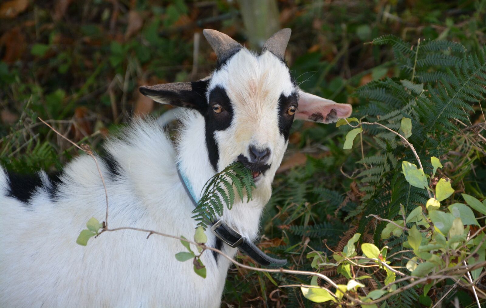 Nikon D5200 sample photo. Goat, black white, eat photography