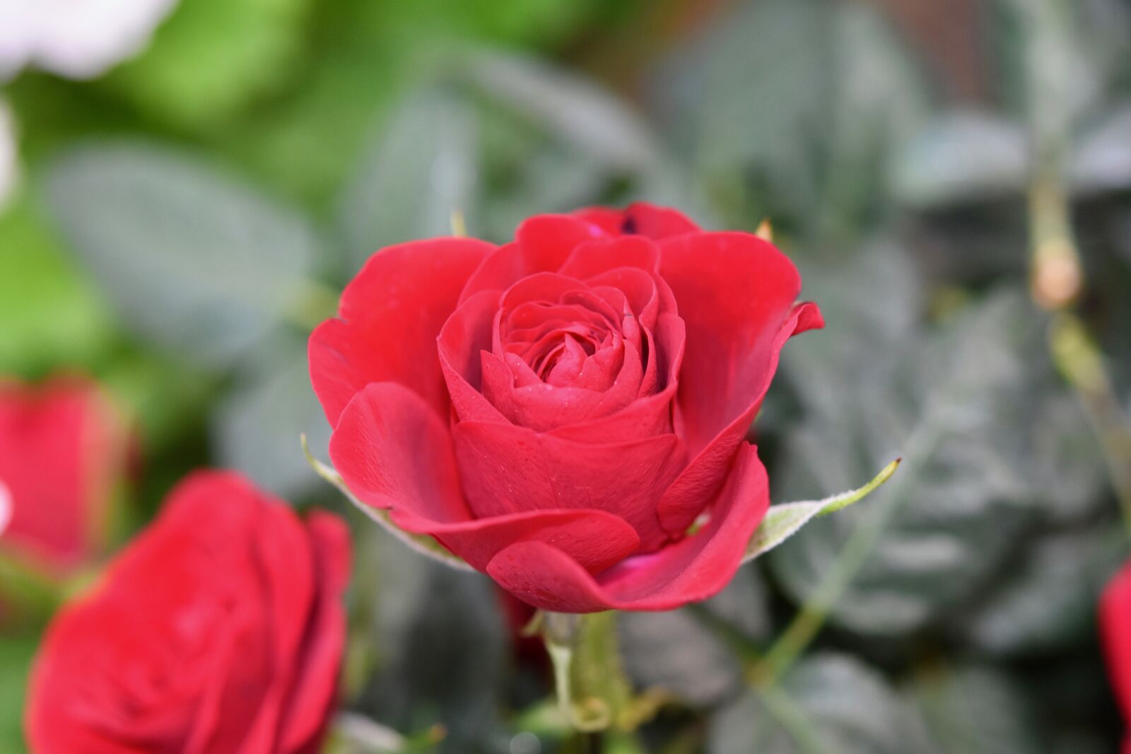 Nikon D5600 sample photo. Flower, red rose, rose photography