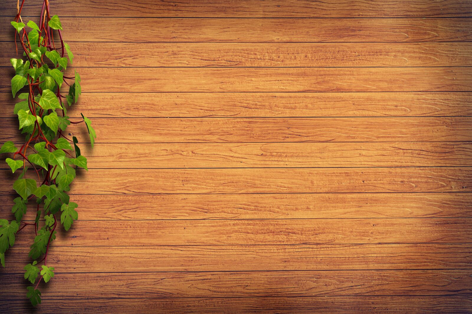 Nikon D700 sample photo. Wood, ivy, green photography