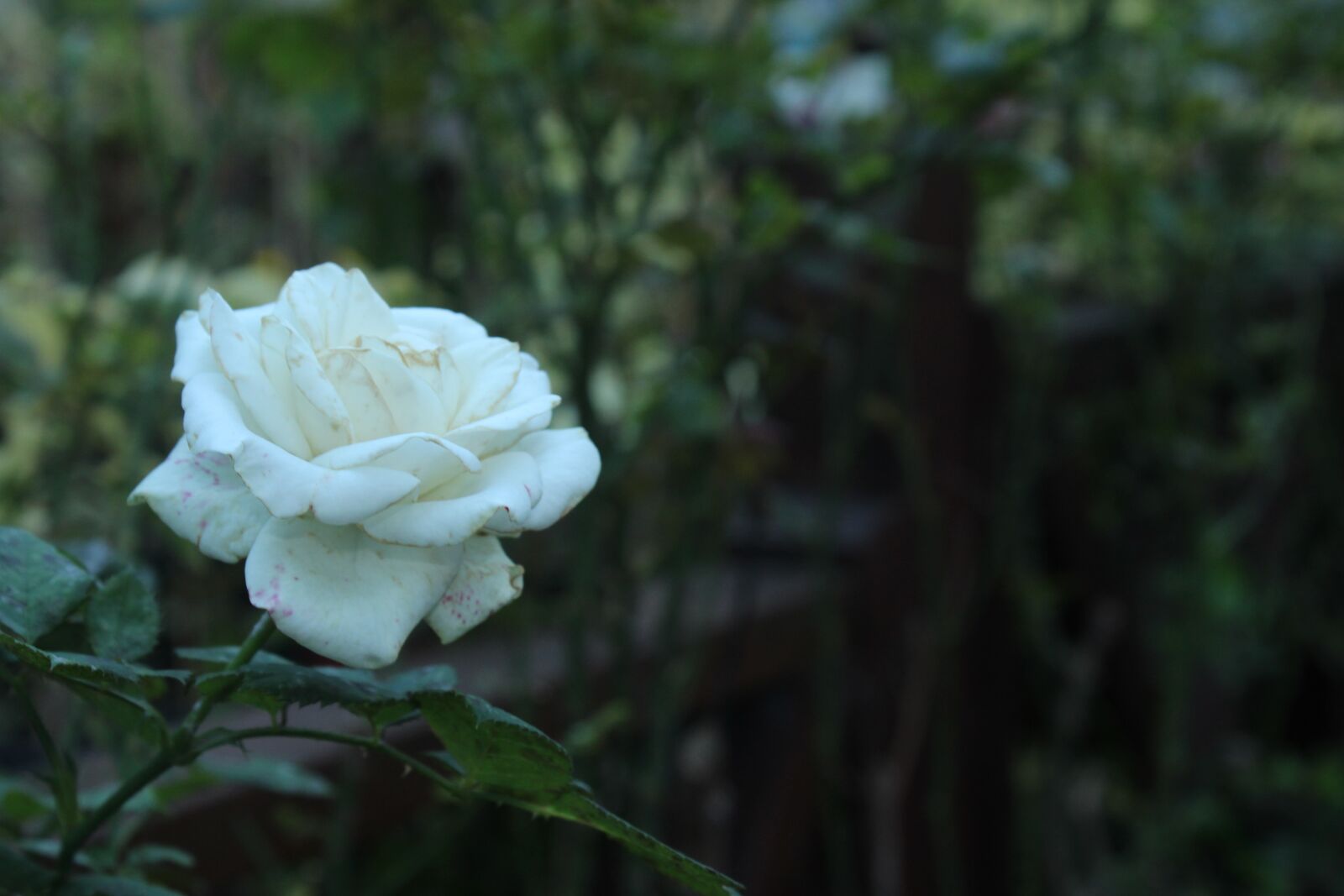 Canon EOS 700D (EOS Rebel T5i / EOS Kiss X7i) sample photo. Rose, white rose, white photography