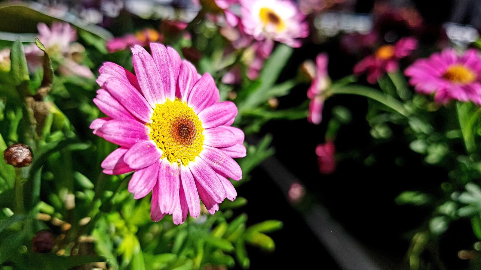 Samsung Galaxy S7 Edge sample photo. Blossom, bloom, marguerite photography
