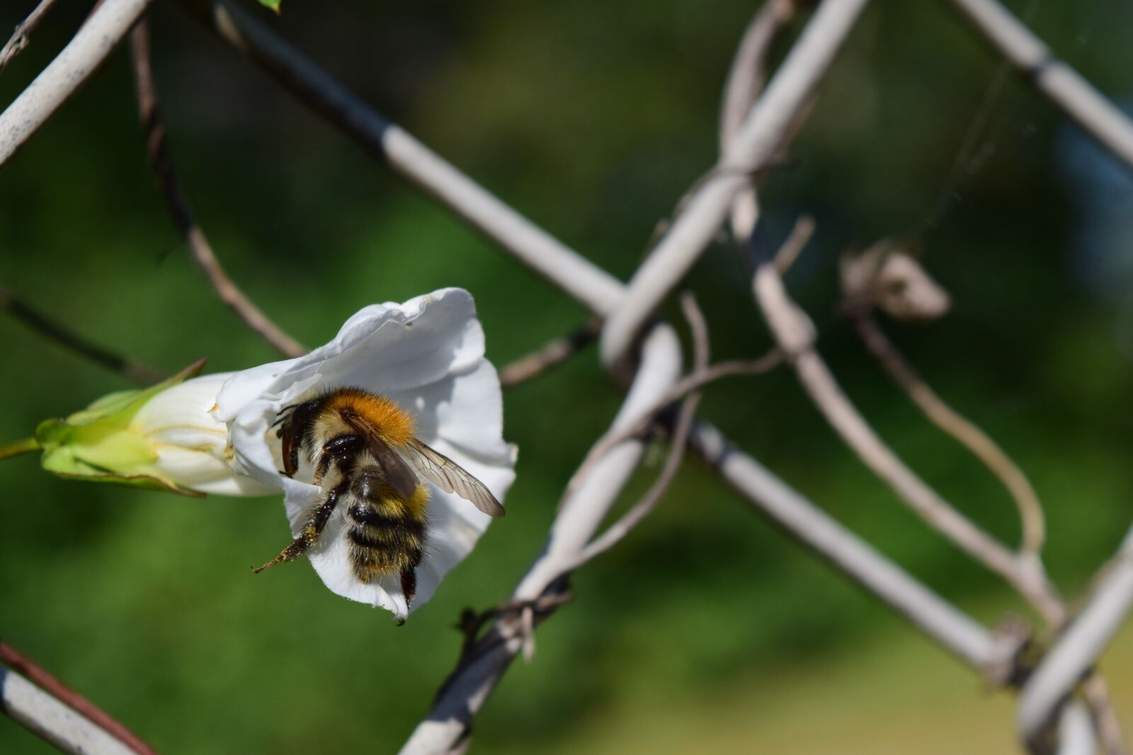 Nikon D3300 sample photo. Blossom, bloom, white photography
