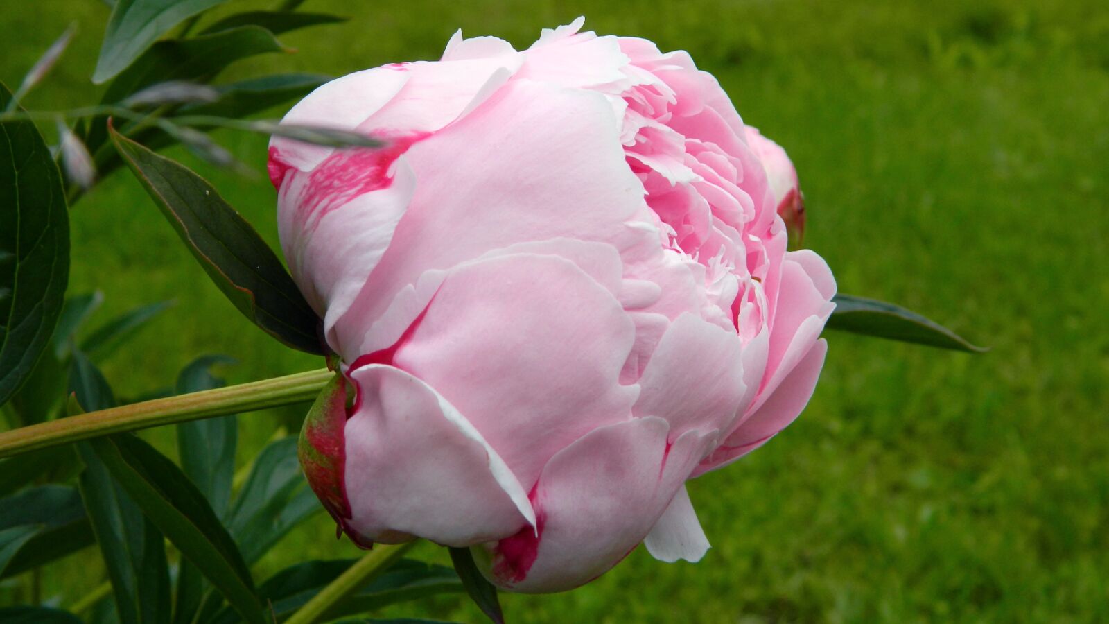 Nikon Coolpix L120 sample photo. Peony, pink, flower photography