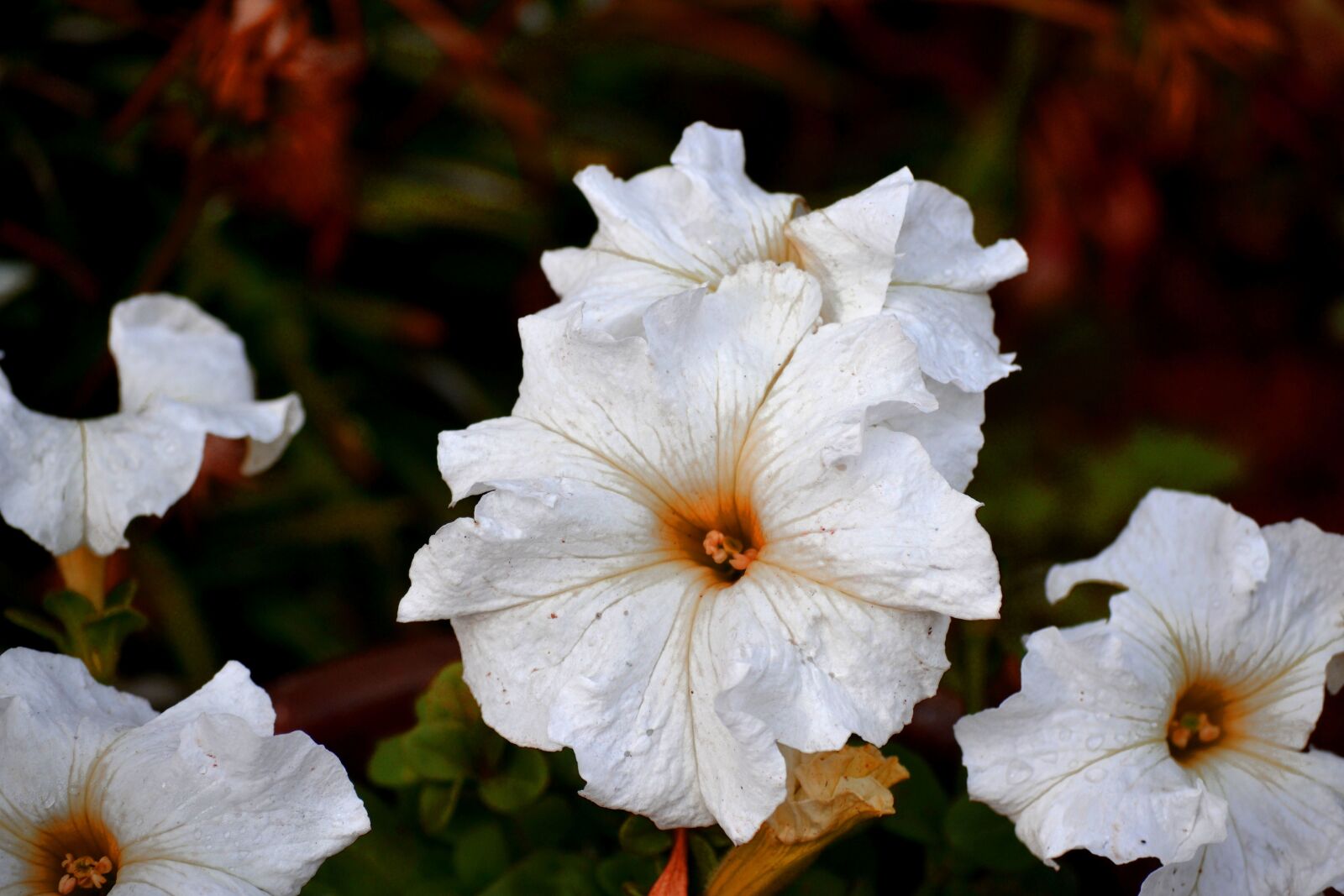 Nikon D3100 sample photo. White petunia, crisp, bright photography