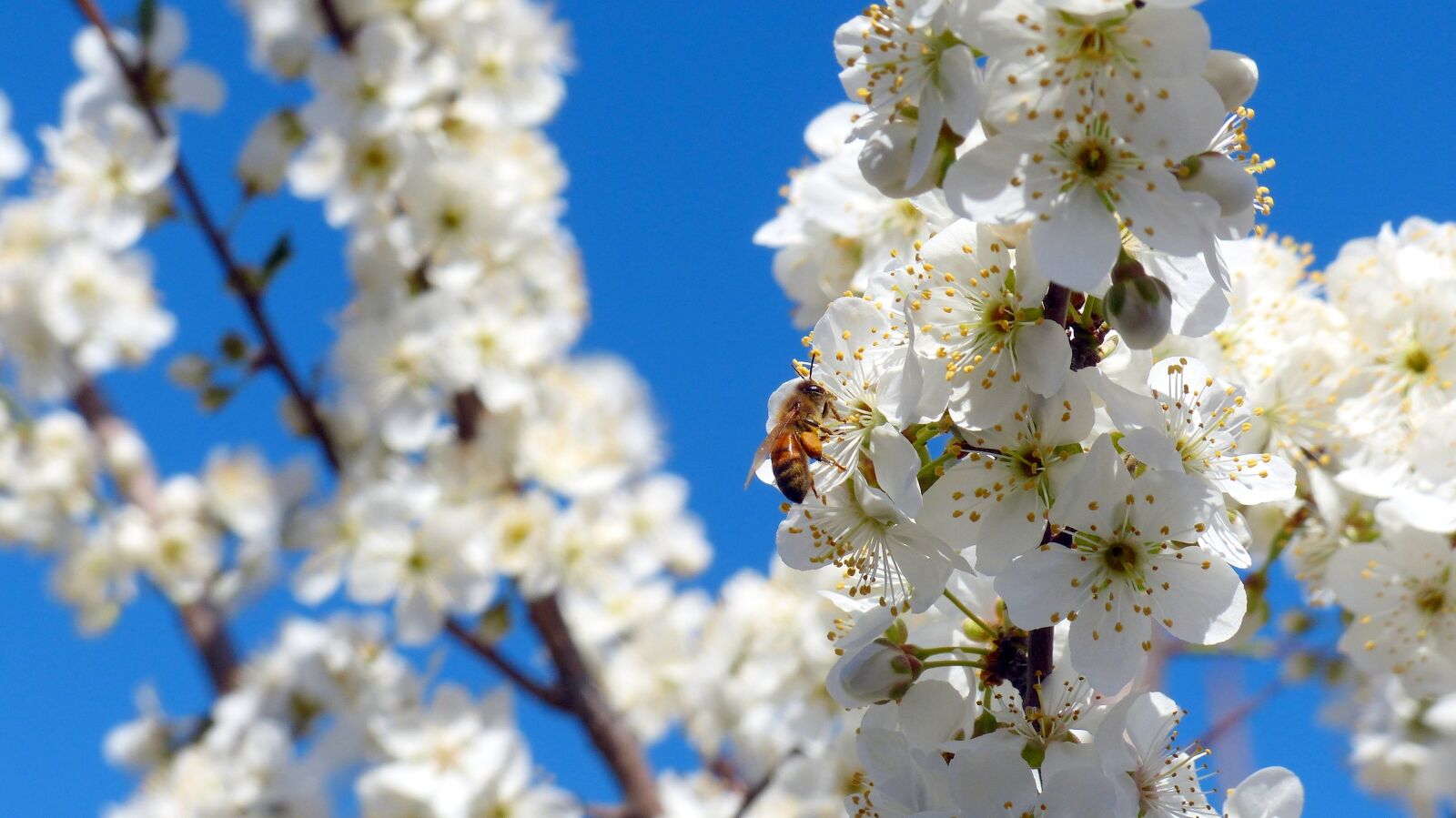 Panasonic Lumix DMC-FZ200 sample photo. Tree, plum, blossoms photography