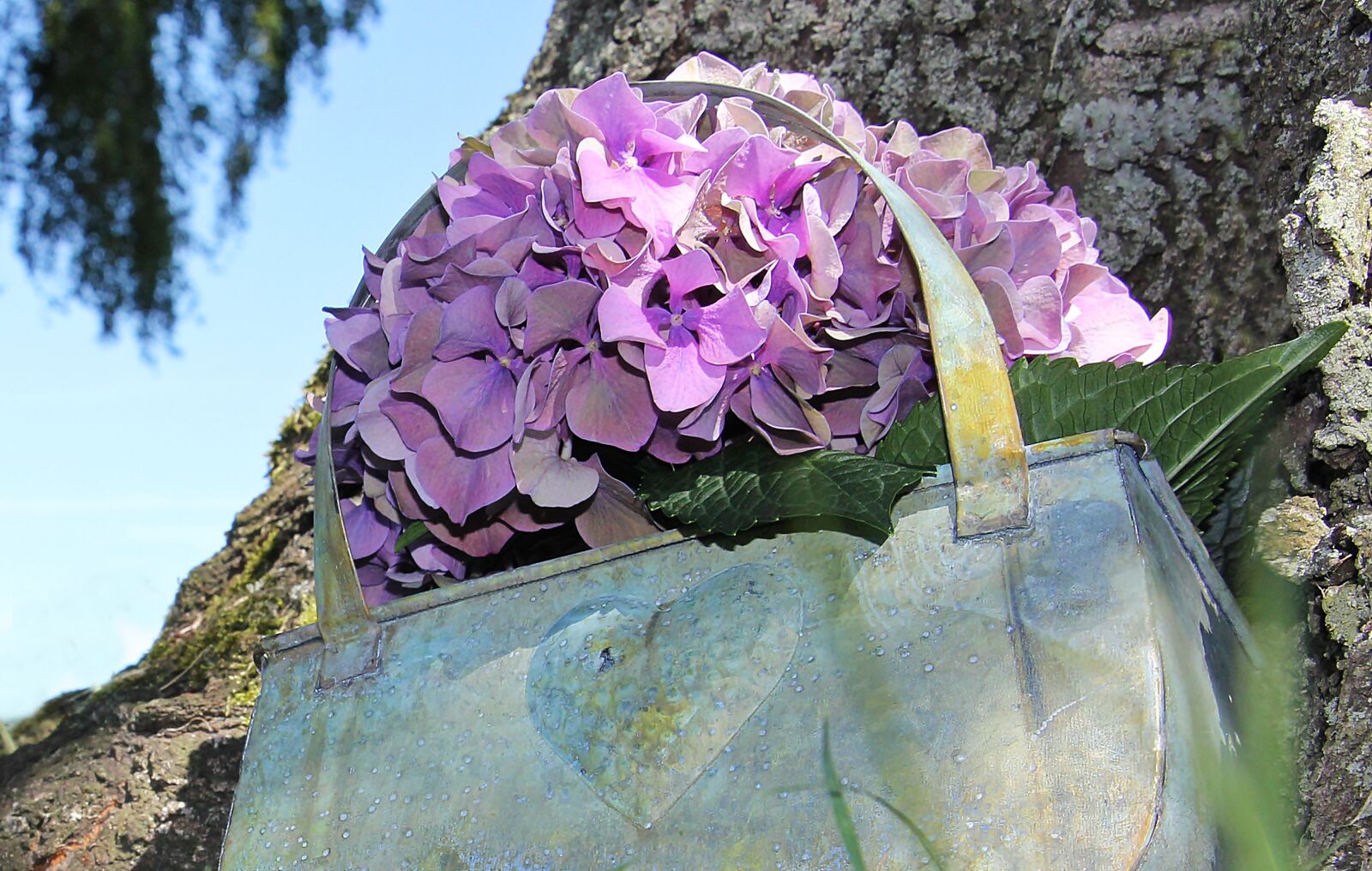 Canon EOS 550D (EOS Rebel T2i / EOS Kiss X4) sample photo. Hydrangea, flower, blossom photography