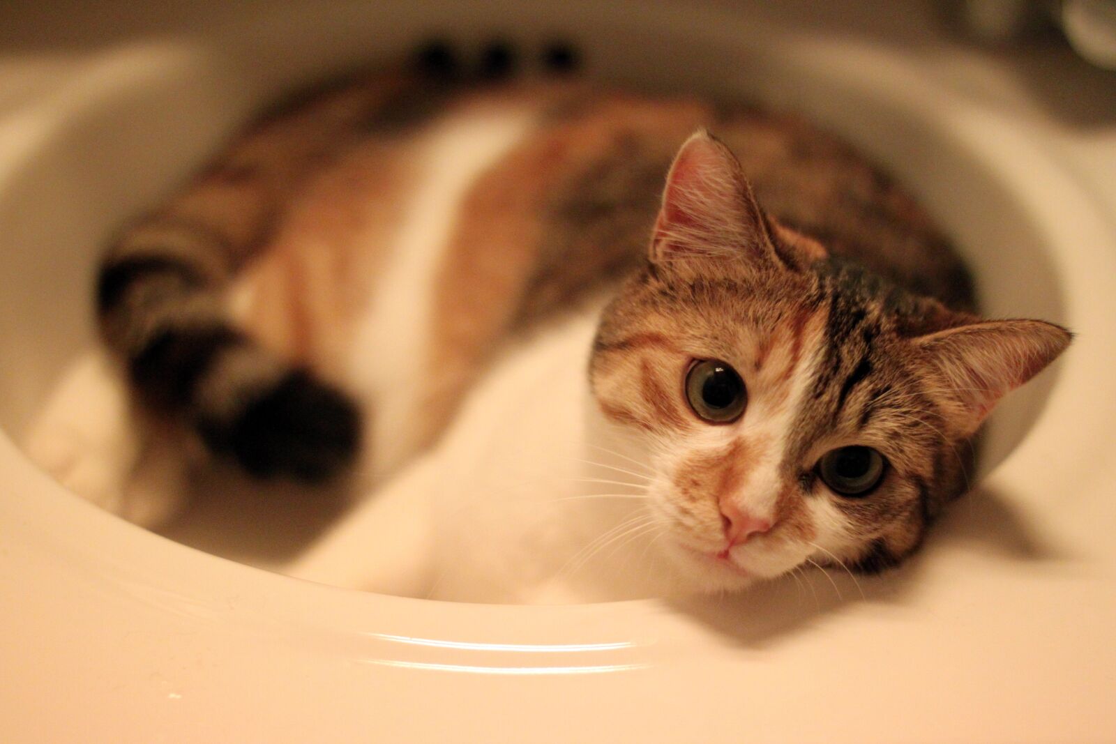 Canon EOS 500D (EOS Rebel T1i / EOS Kiss X3) sample photo. Cat, feline, domestic animal photography