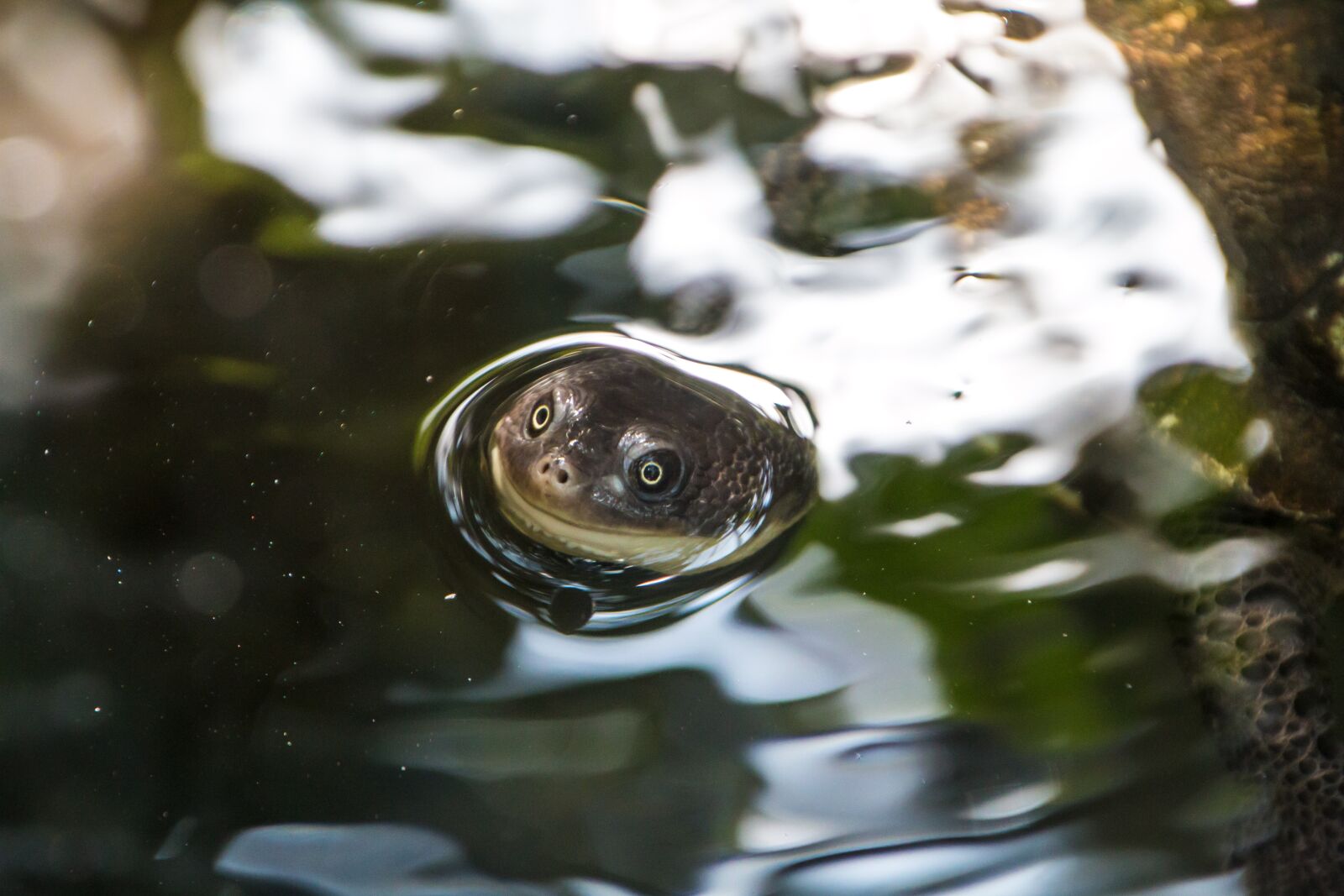 Canon EOS 70D sample photo. Turtle, happy, head photography
