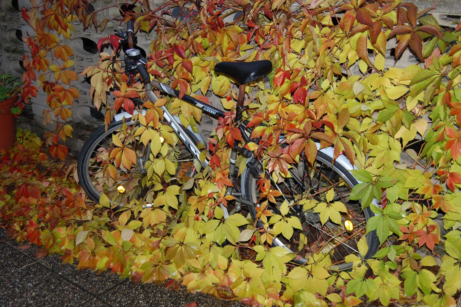 Nikon D40 sample photo. Bike, autumn, leaves photography
