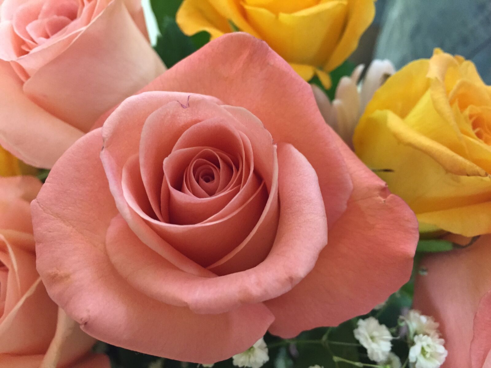 Apple iPhone 6 sample photo. Rose, bouquet, love photography