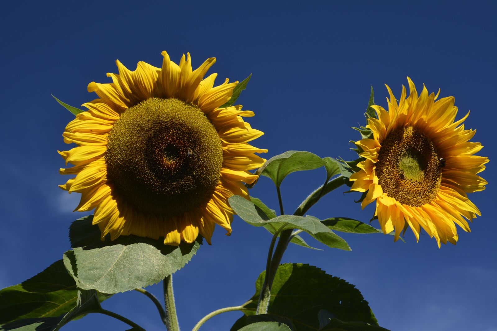 Nikon D7100 sample photo. Flower, blue sky, nice photography