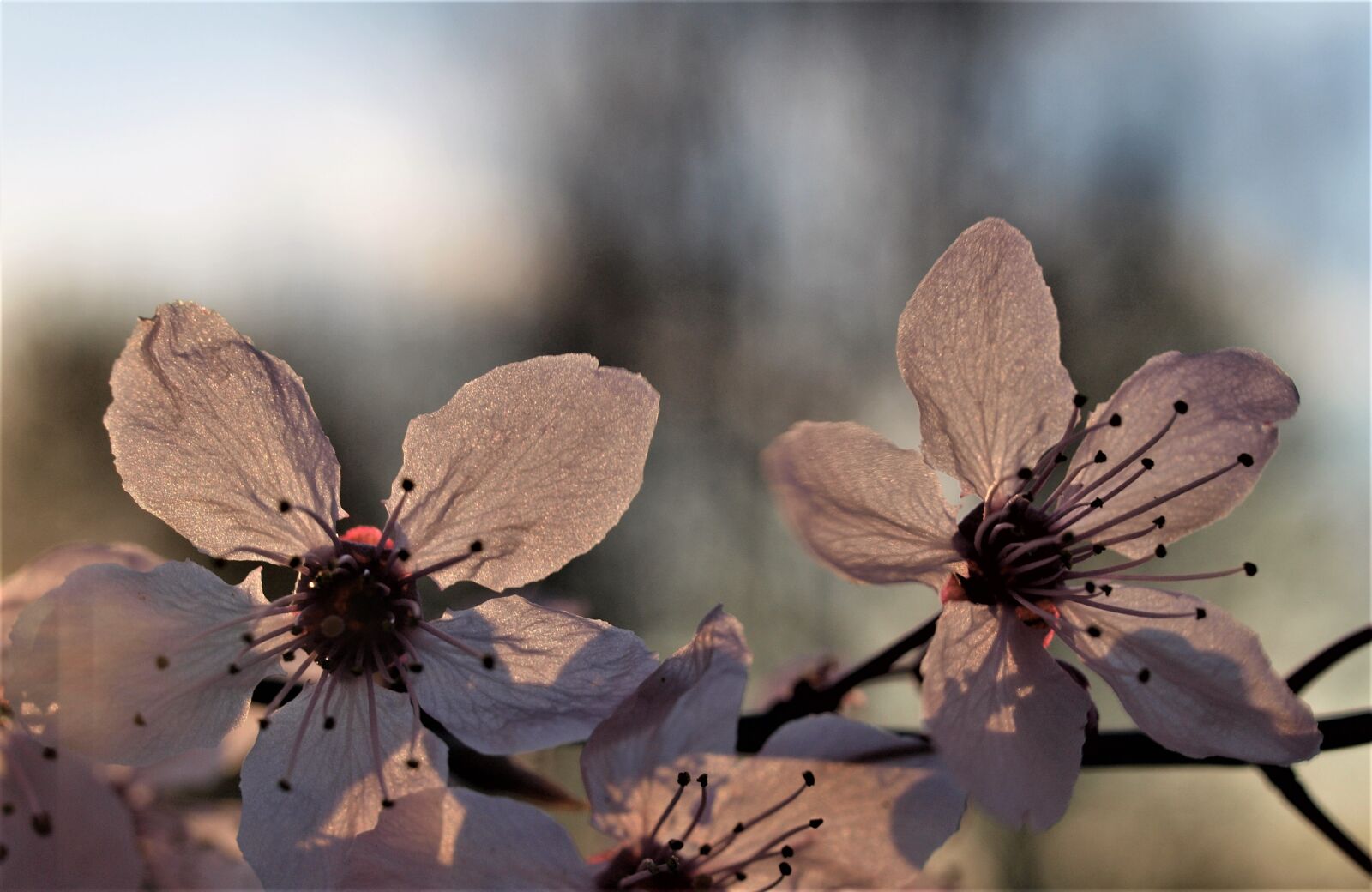 Olympus E-520 (EVOLT E-520) sample photo. Nature, flower, outdoors photography