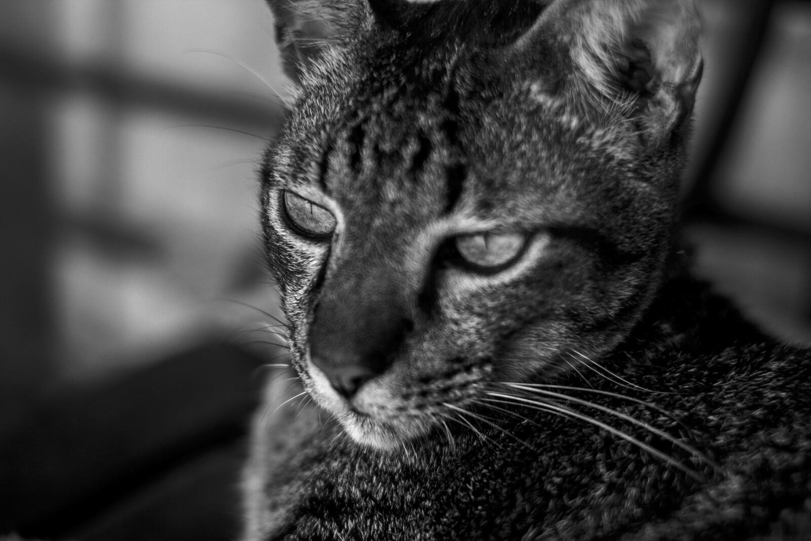 Canon EOS 7D sample photo. Monochrome, photo, of, cat photography