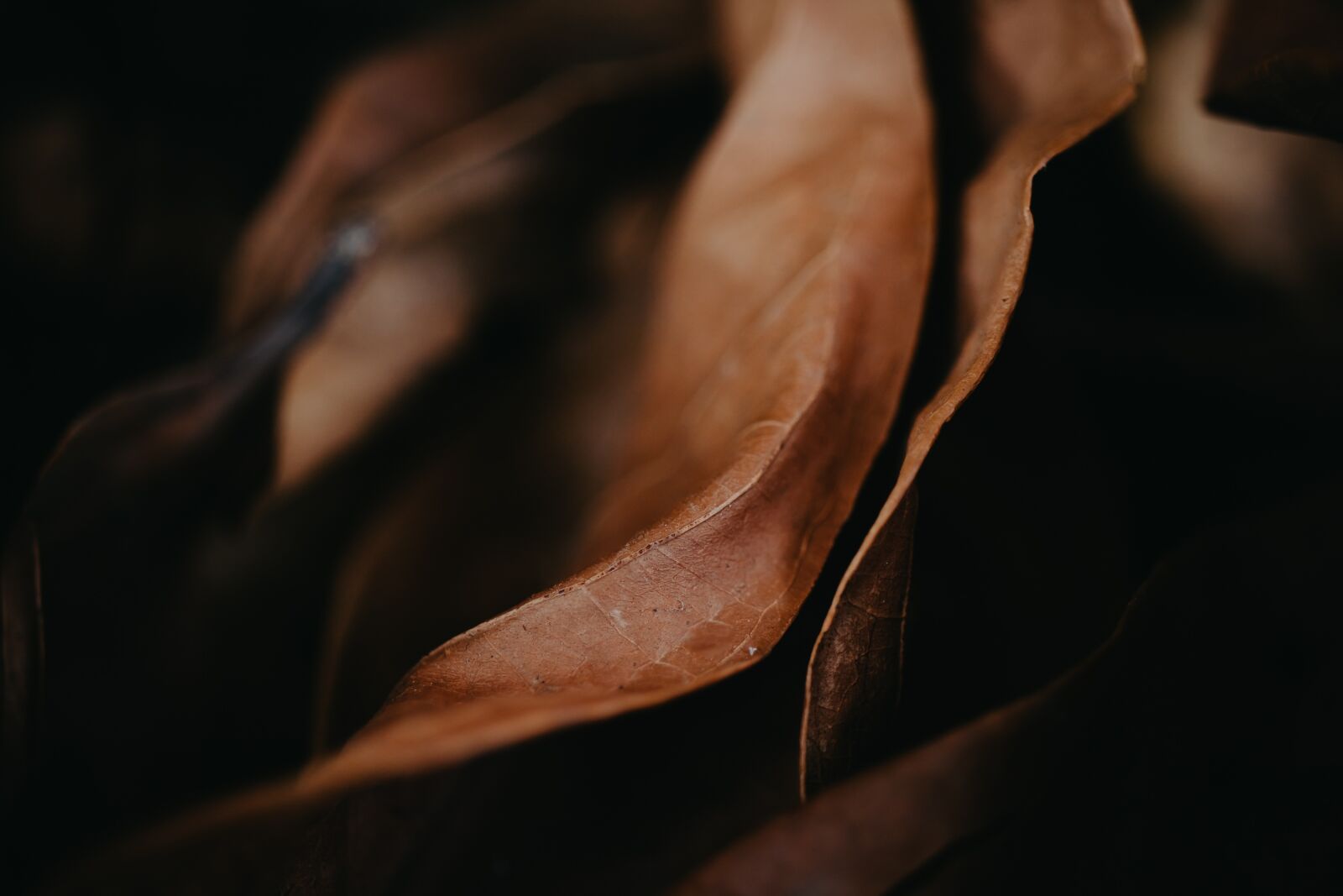 Canon EOS 80D sample photo. Leaf, forest, leaves photography